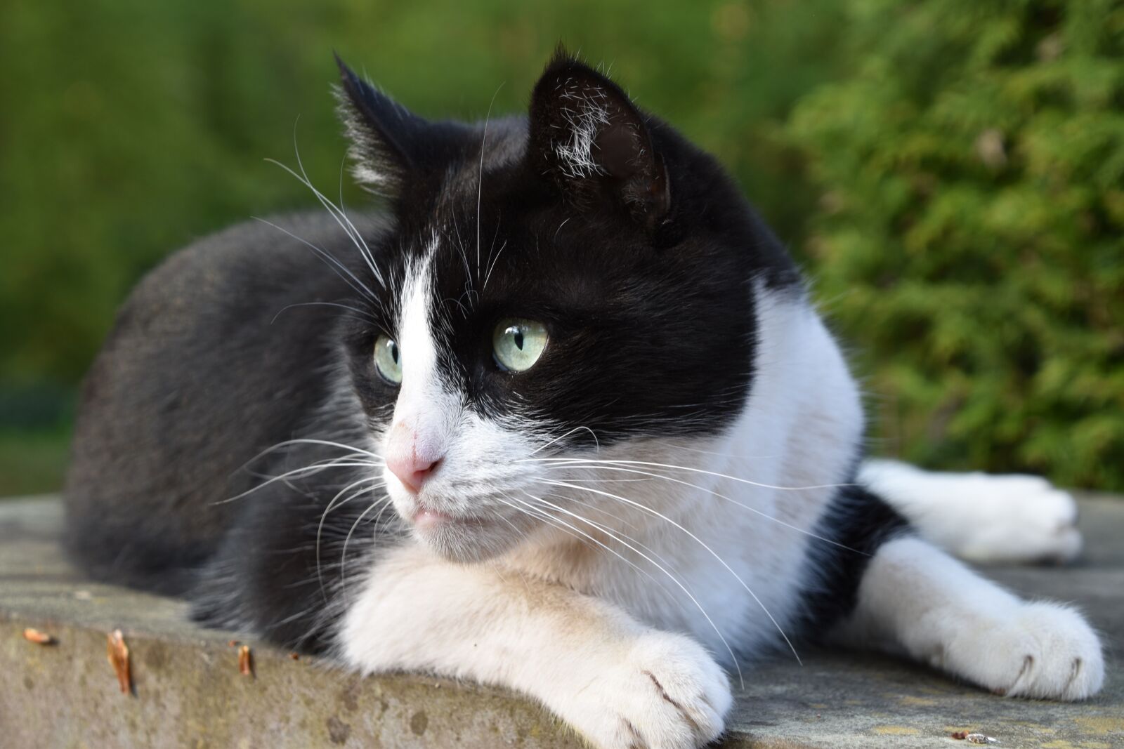 Nikon D5600 sample photo. Cat, domestic, black and photography