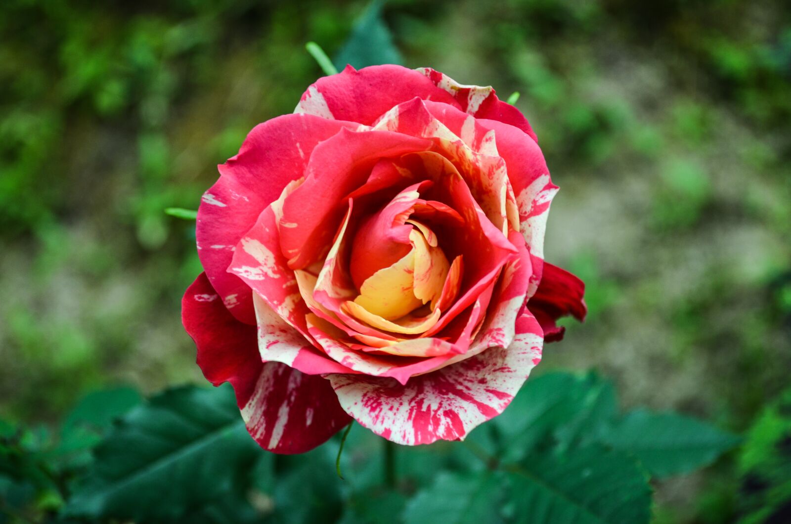 Nikon D5100 sample photo. Red, flowers, roses photography