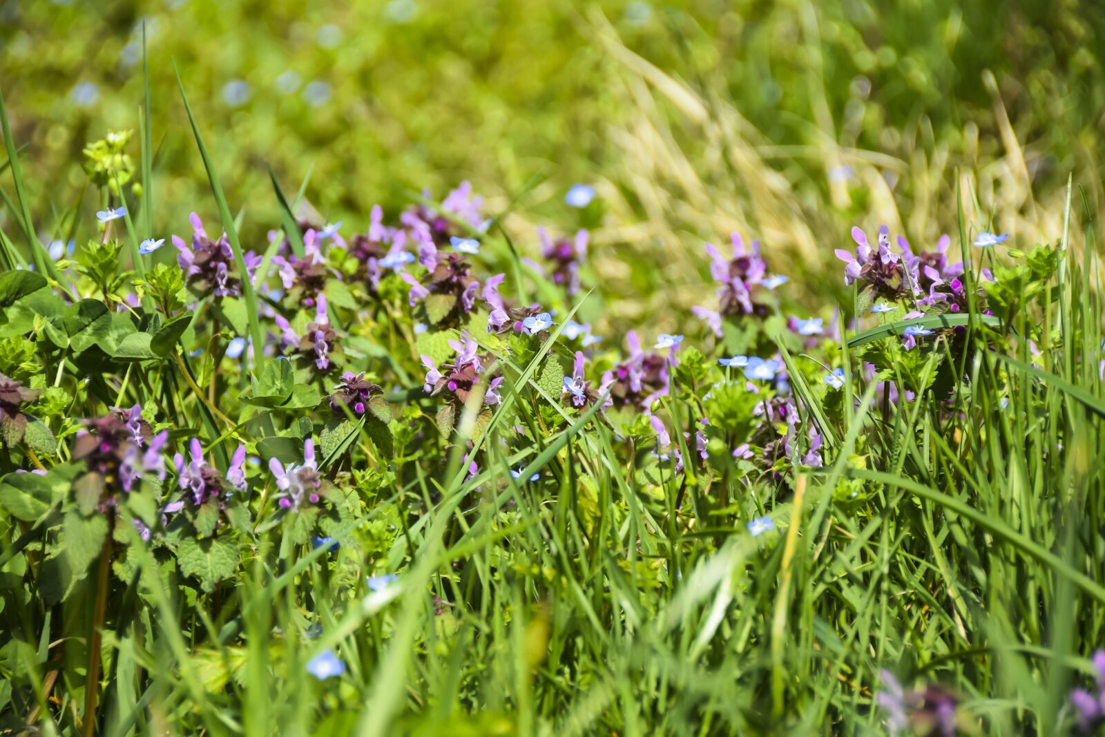 Nikon D5300 sample photo. Flowers, purple, background photography