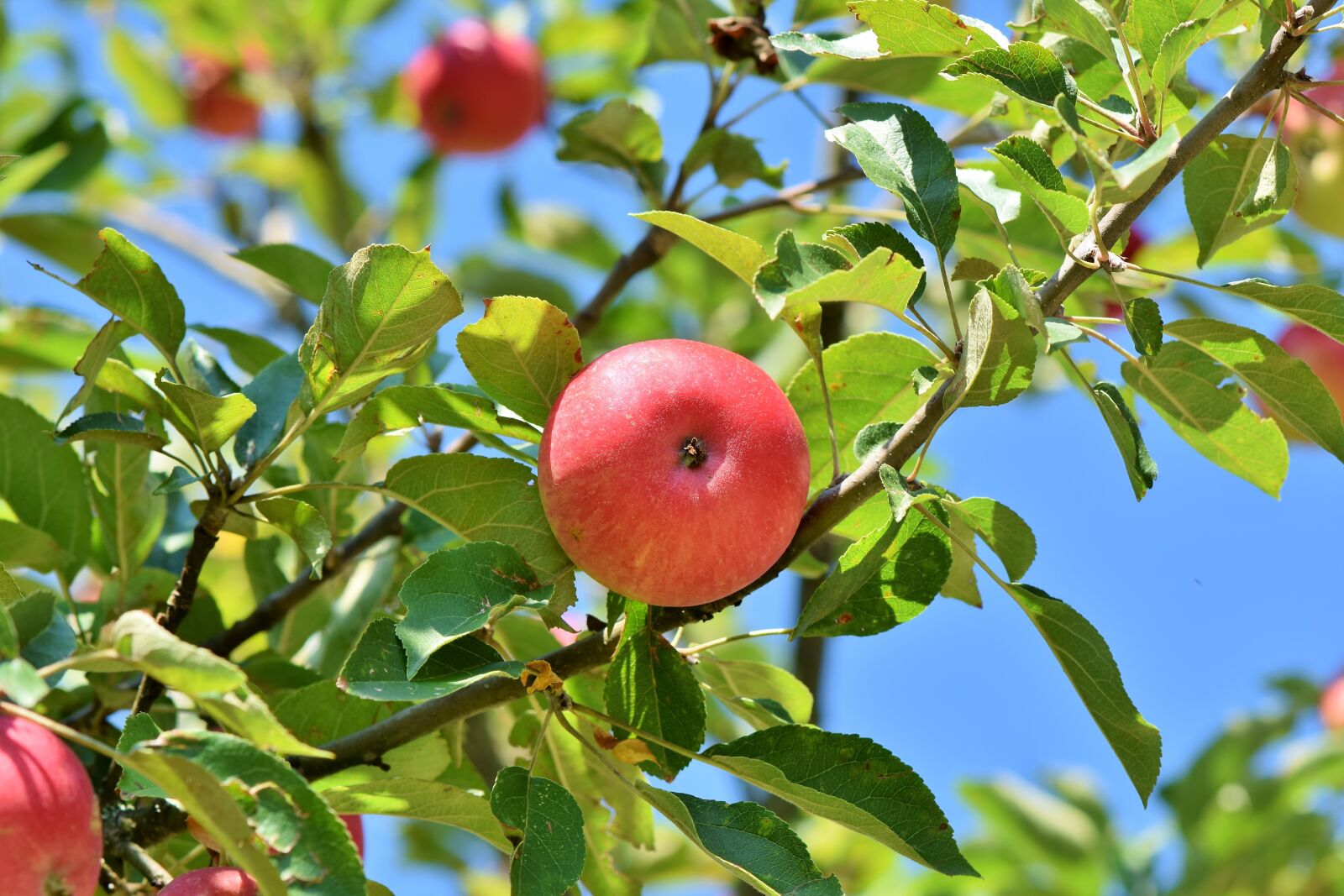 Nikon D7200 sample photo. Apple, apple tree, fruit photography