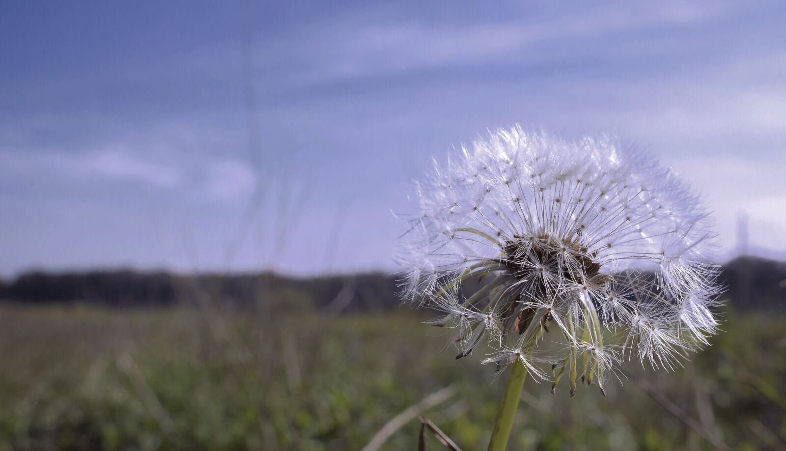 Canon EOS 1100D (EOS Rebel T3 / EOS Kiss X50) sample photo. Dandelion, nature, flowers photography