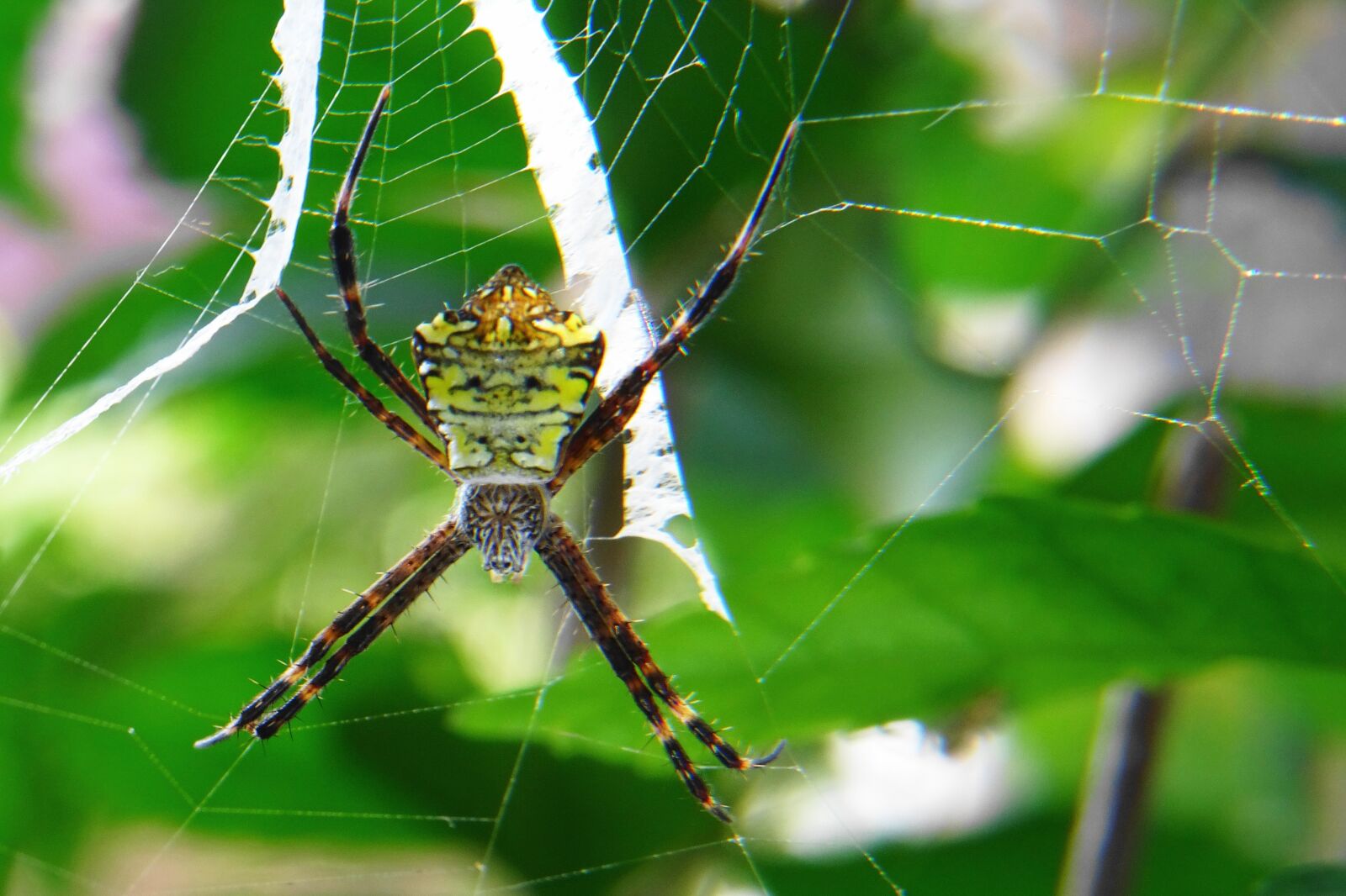 Sony Cyber-shot DSC-WX500 sample photo. Spider, macro, bokeh photography