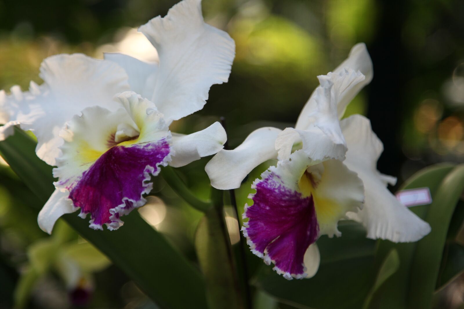 Canon EOS 5D Mark II sample photo. Orchid, flower, blossom photography