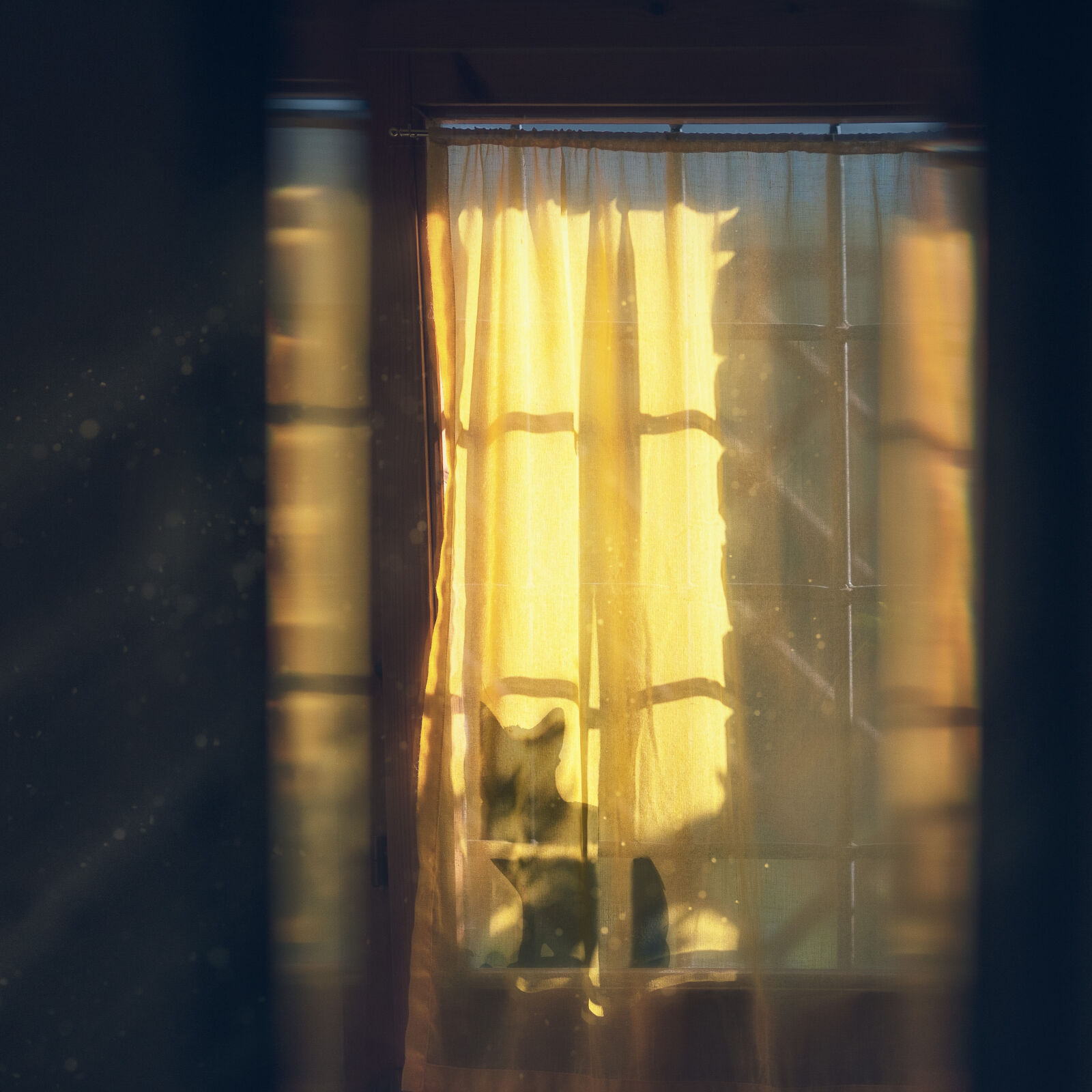 Olympus OM-D E-M1 sample photo. Cat, curtains, room, silhouette photography