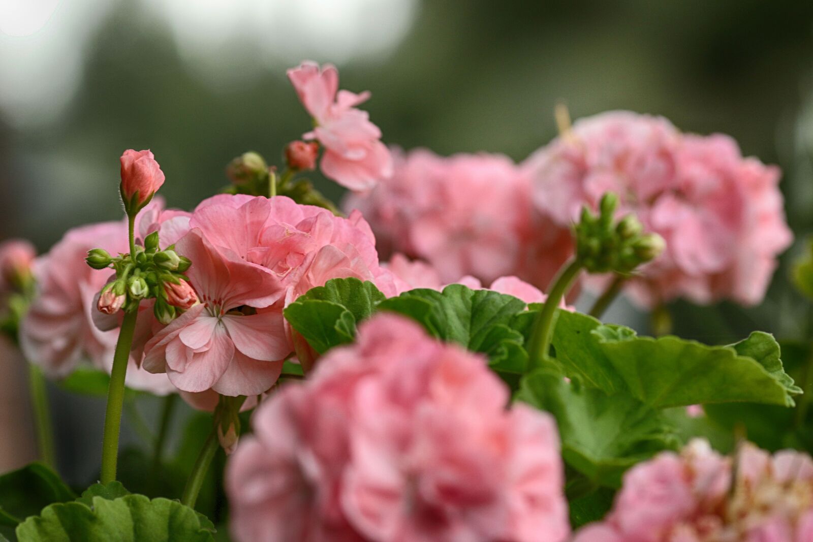 Canon EOS 7D Mark II sample photo. Flower, garden flower, blossom photography