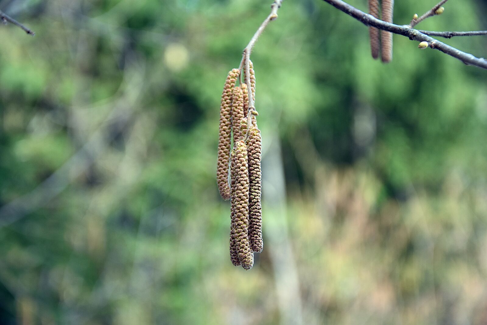 Nikon D3400 sample photo. Nature, tree, plant photography