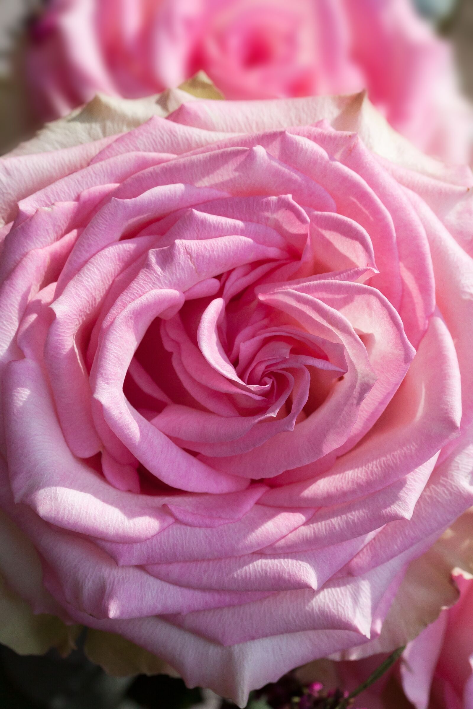 Canon EOS 50D sample photo. Rose, macro, flower photography