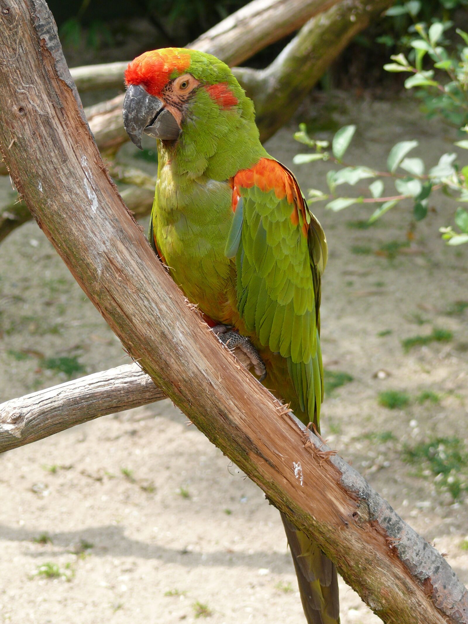 Panasonic DMC-FZ50 sample photo. Bird, parrot, color photography