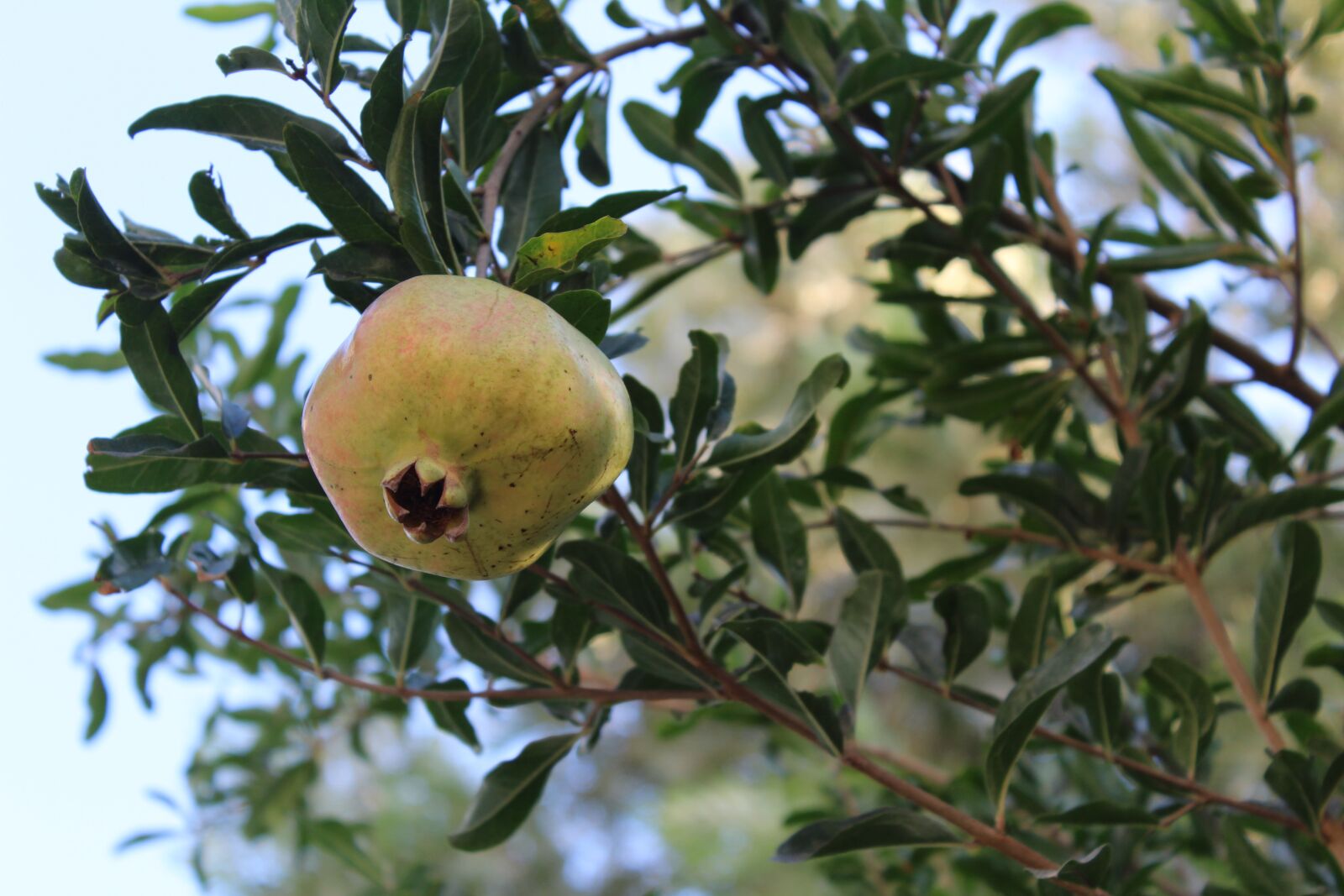 Canon EOS 1200D (EOS Rebel T5 / EOS Kiss X70 / EOS Hi) sample photo. Pomegranate, tree, plant photography