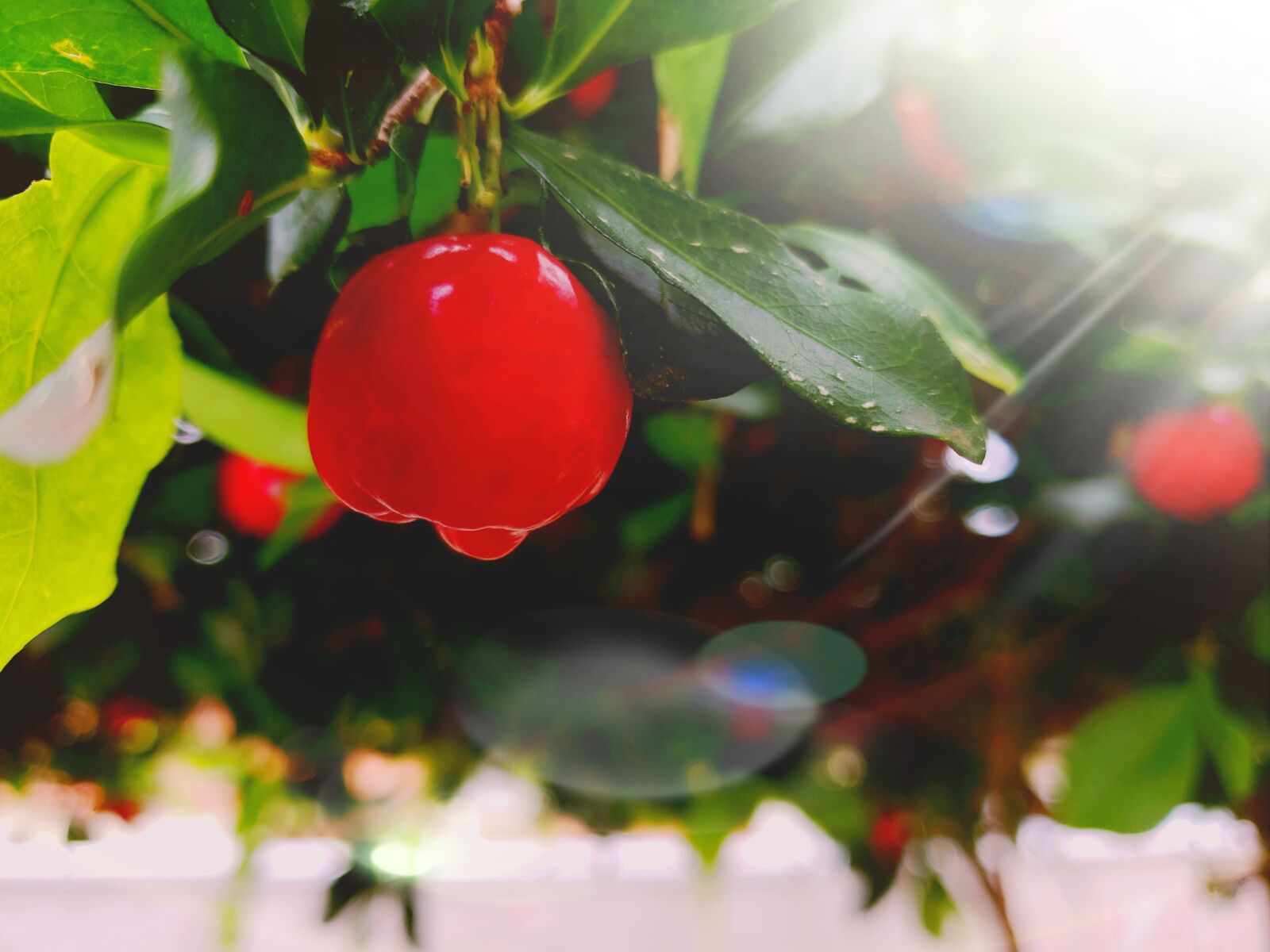 Samsung Galaxy Note9 sample photo. Acerola, sunset, orchard photography