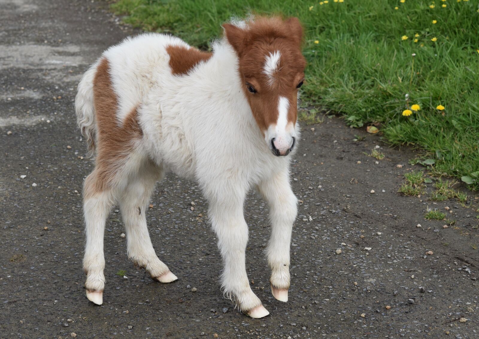 Nikon D5600 sample photo. Pony, shetland pony, pony-hoof photography