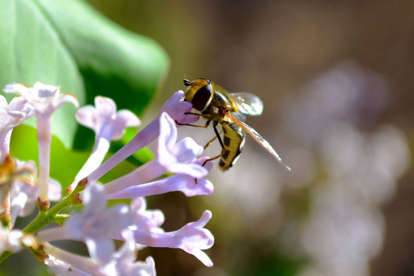 Nikon D5300 sample photo
