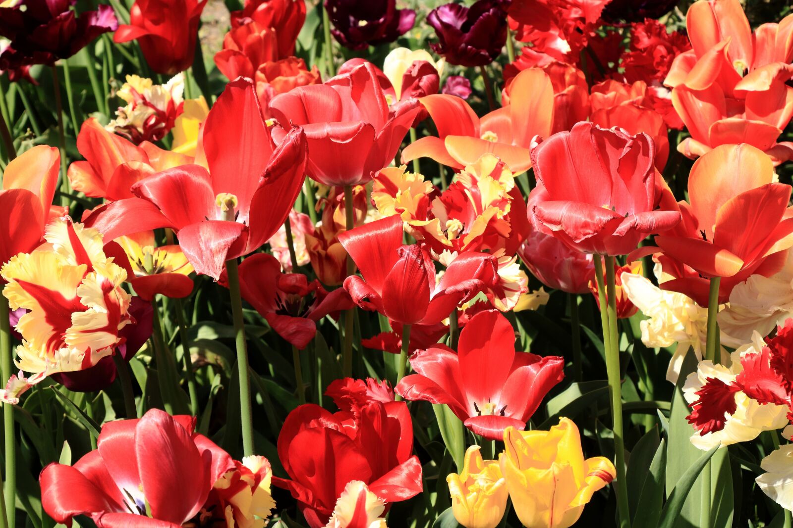 Canon EOS 750D (EOS Rebel T6i / EOS Kiss X8i) sample photo. Yellow, red, flower photography