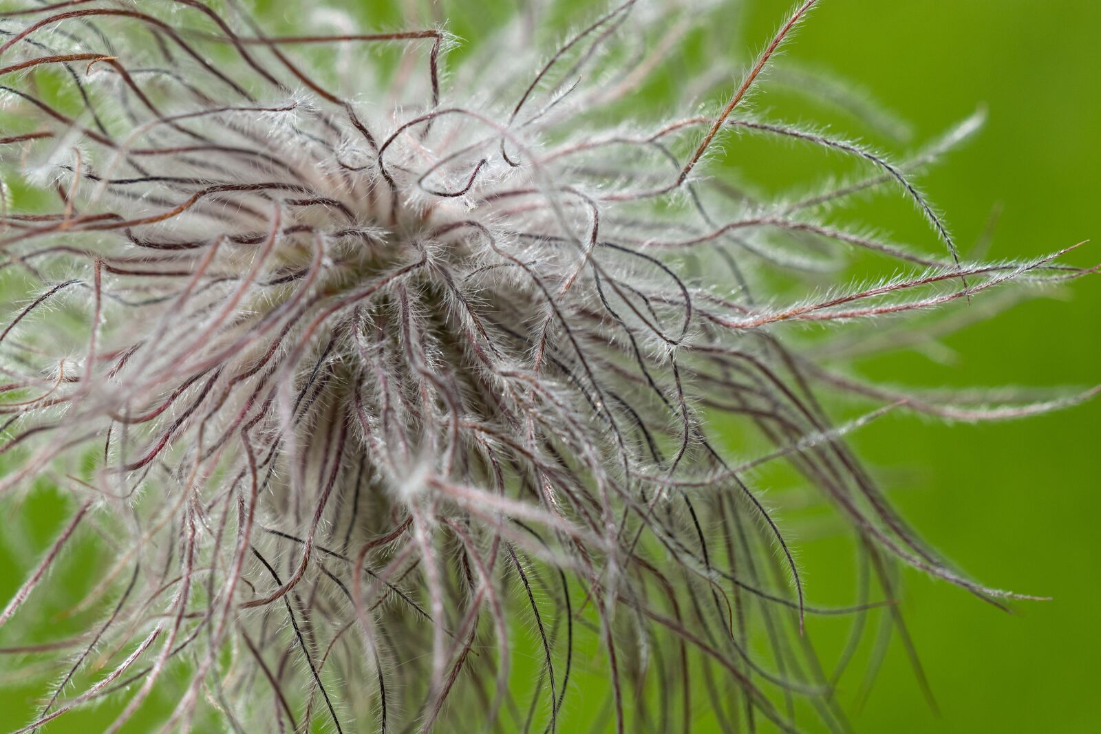 Nikon D7100 sample photo. Flower, faded, plant photography