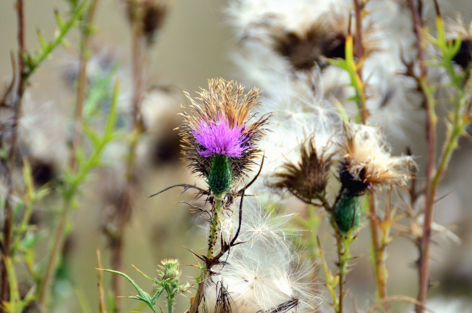 Nikon D5100 sample photo. Thistle, thorn, pricker, plant photography