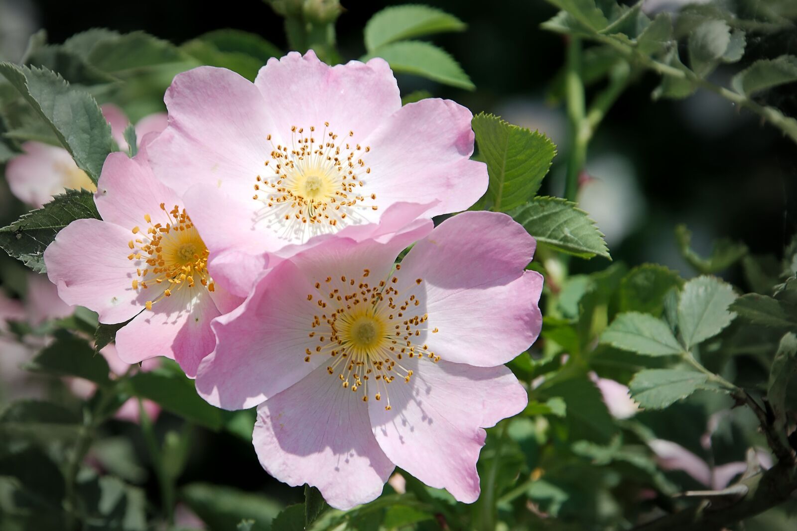 Nikon D3200 sample photo. Wild rose, bush rose photography