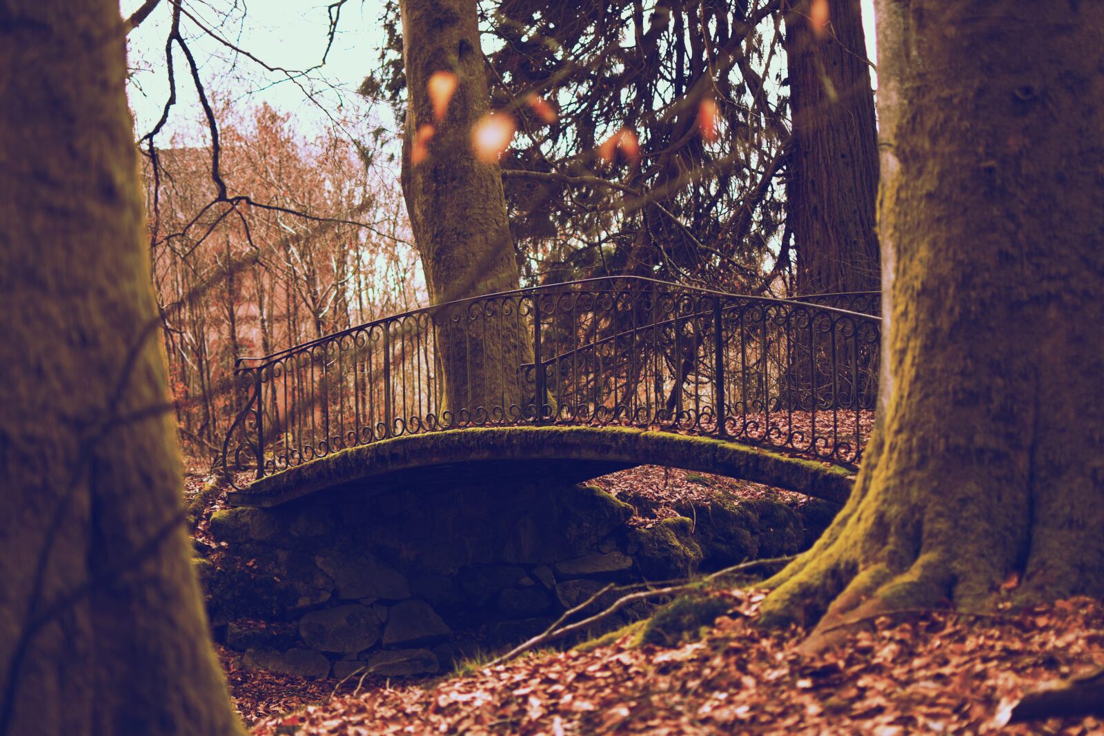 Nikon D3400 sample photo. Bridge, forest, idyllic photography