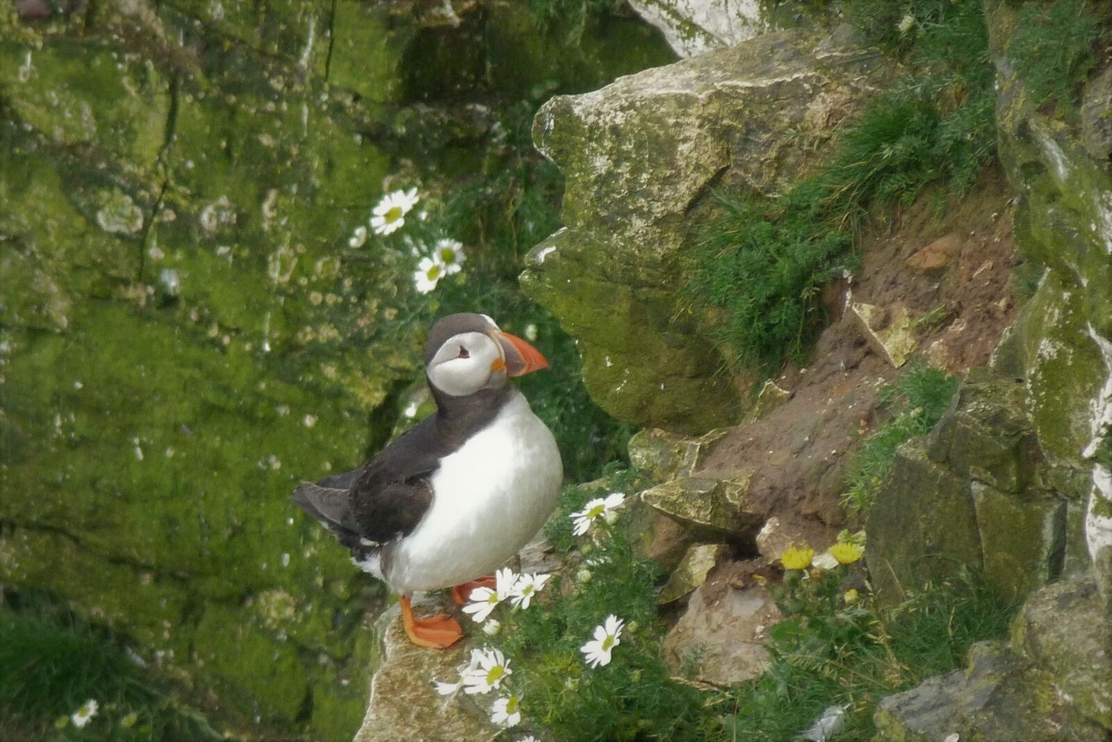 Panasonic Lumix DMC-FZ40 (Lumix DMC-FZ45) sample photo. Bird, puffin, cliff photography
