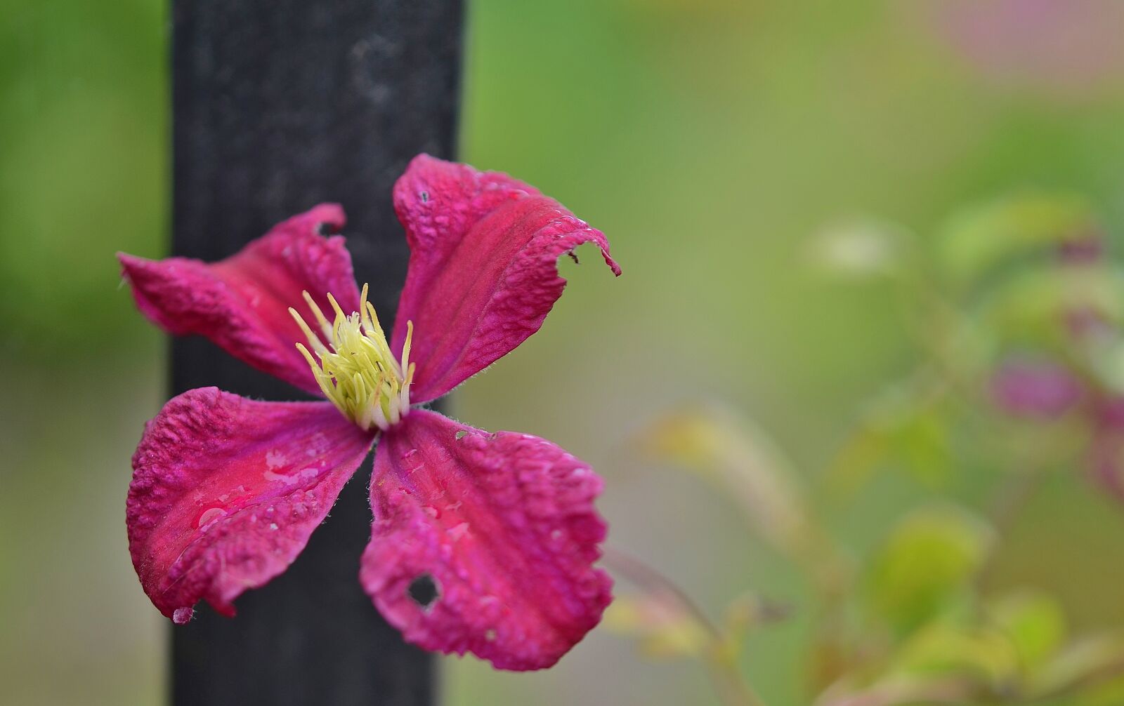 Nikon D7000 sample photo. Flower, natur, spring photography