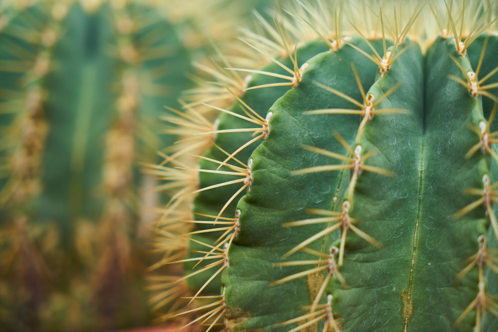Sony a7R II sample photo. Cactus, plant, nature photography