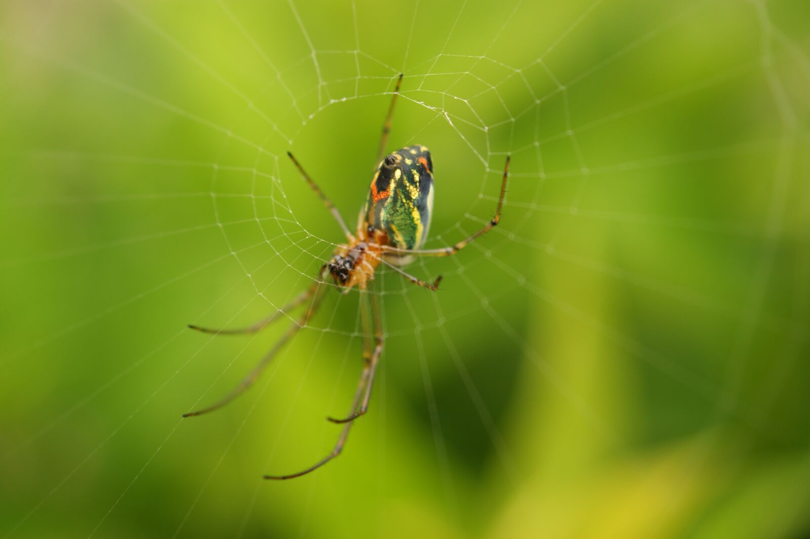 Sony Alpha DSLR-A390 sample photo. Images, area, kettle photography