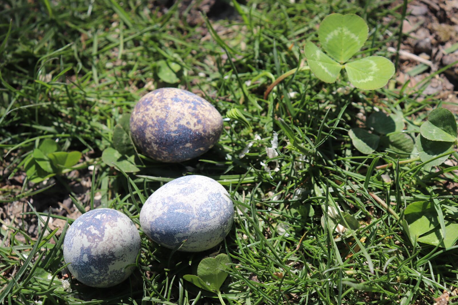 Canon EOS 200D (EOS Rebel SL2 / EOS Kiss X9) sample photo. Quail, egg, quail eggs photography