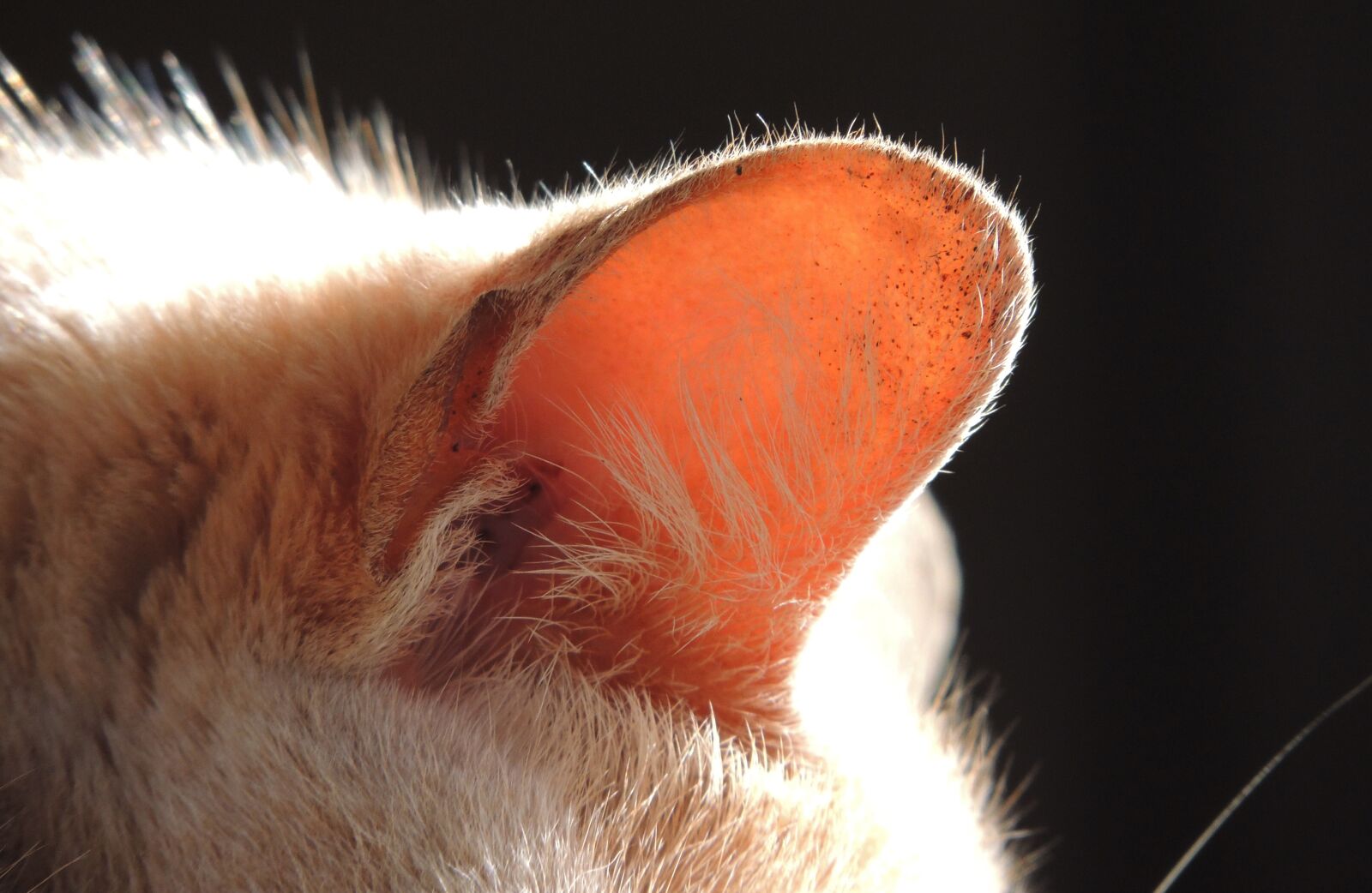 Nikon Coolpix P510 sample photo. Cat, pet, ear photography