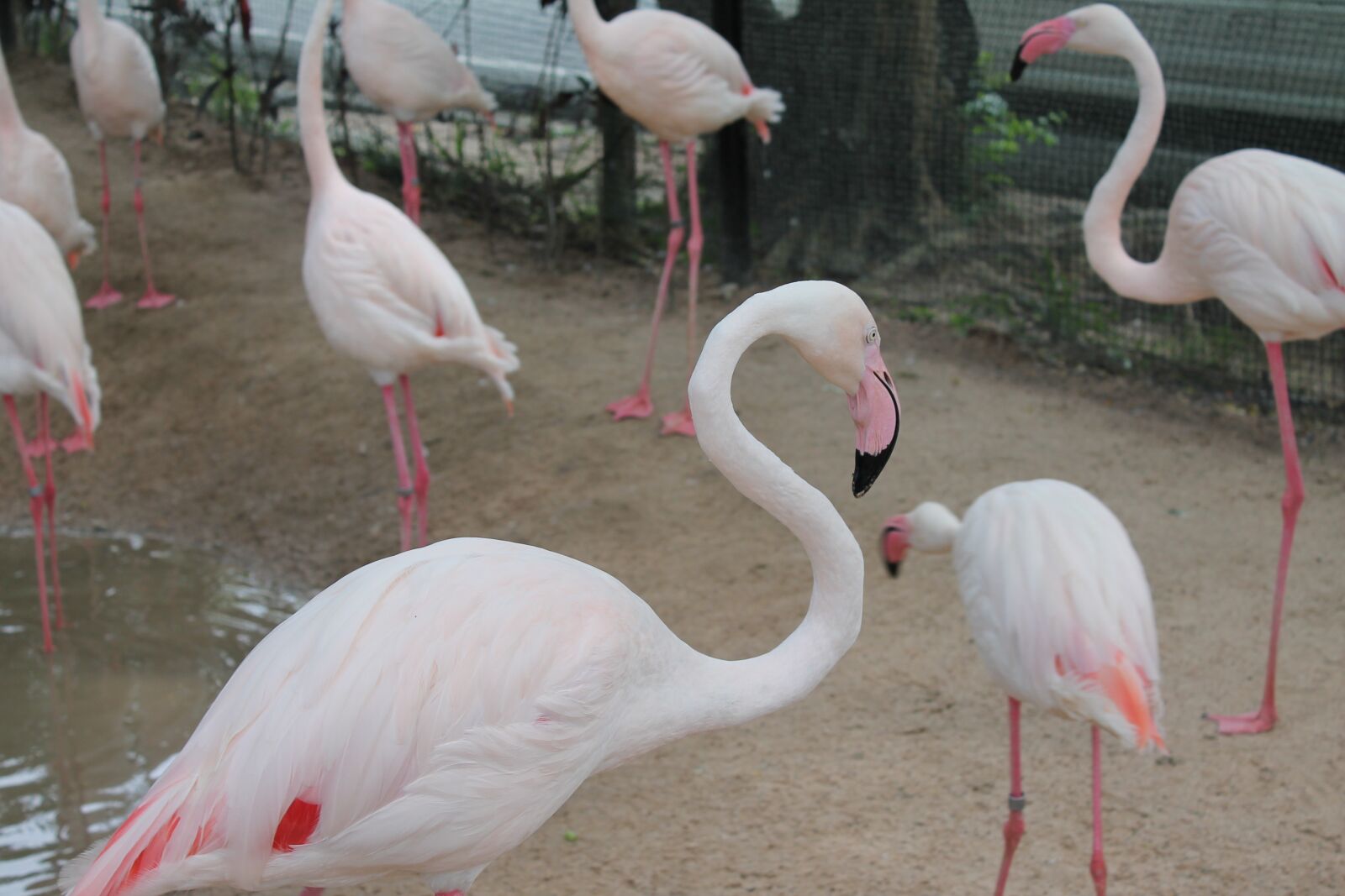 Canon EF-S 18-55mm F3.5-5.6 III sample photo. Birds, flamingo, pink flamingo photography