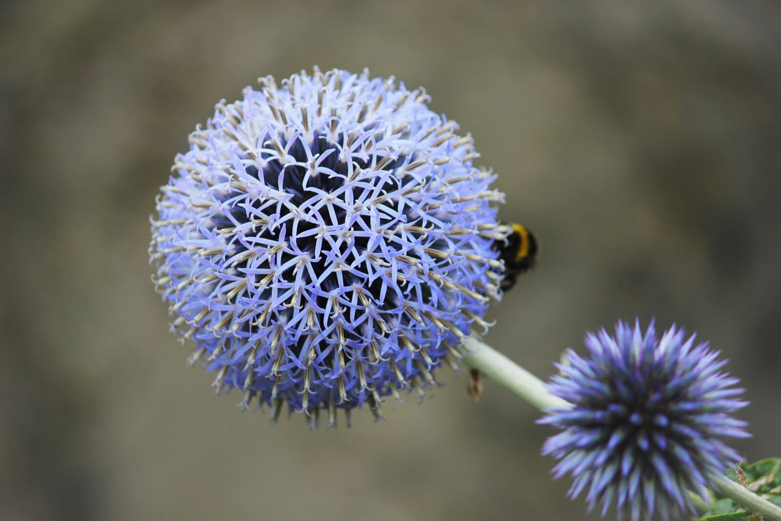 Canon EOS 550D (EOS Rebel T2i / EOS Kiss X4) sample photo. Flower, blue flower, close photography
