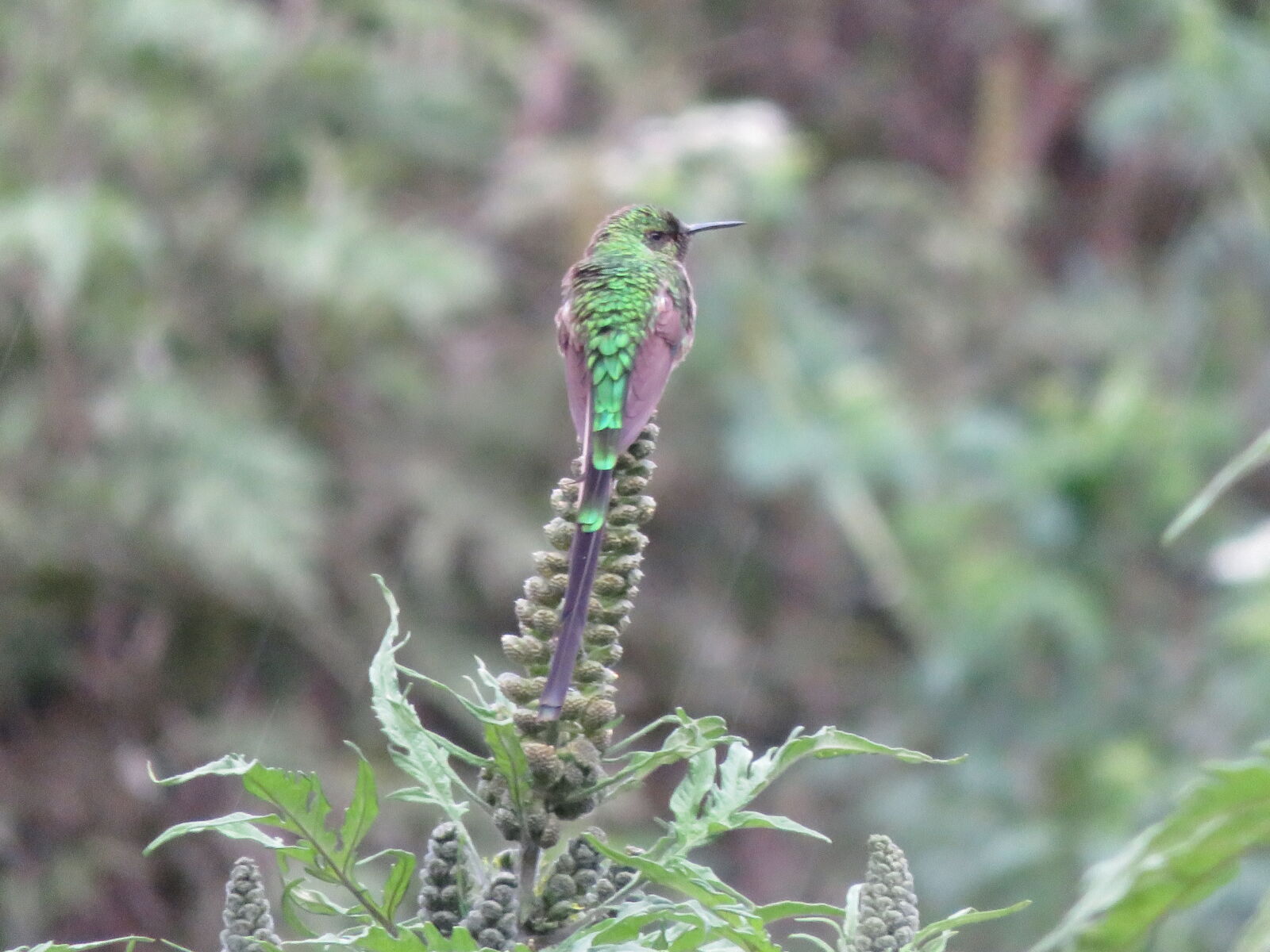 Canon PowerShot SX710 HS sample photo. Animal, background, bird, colibri photography