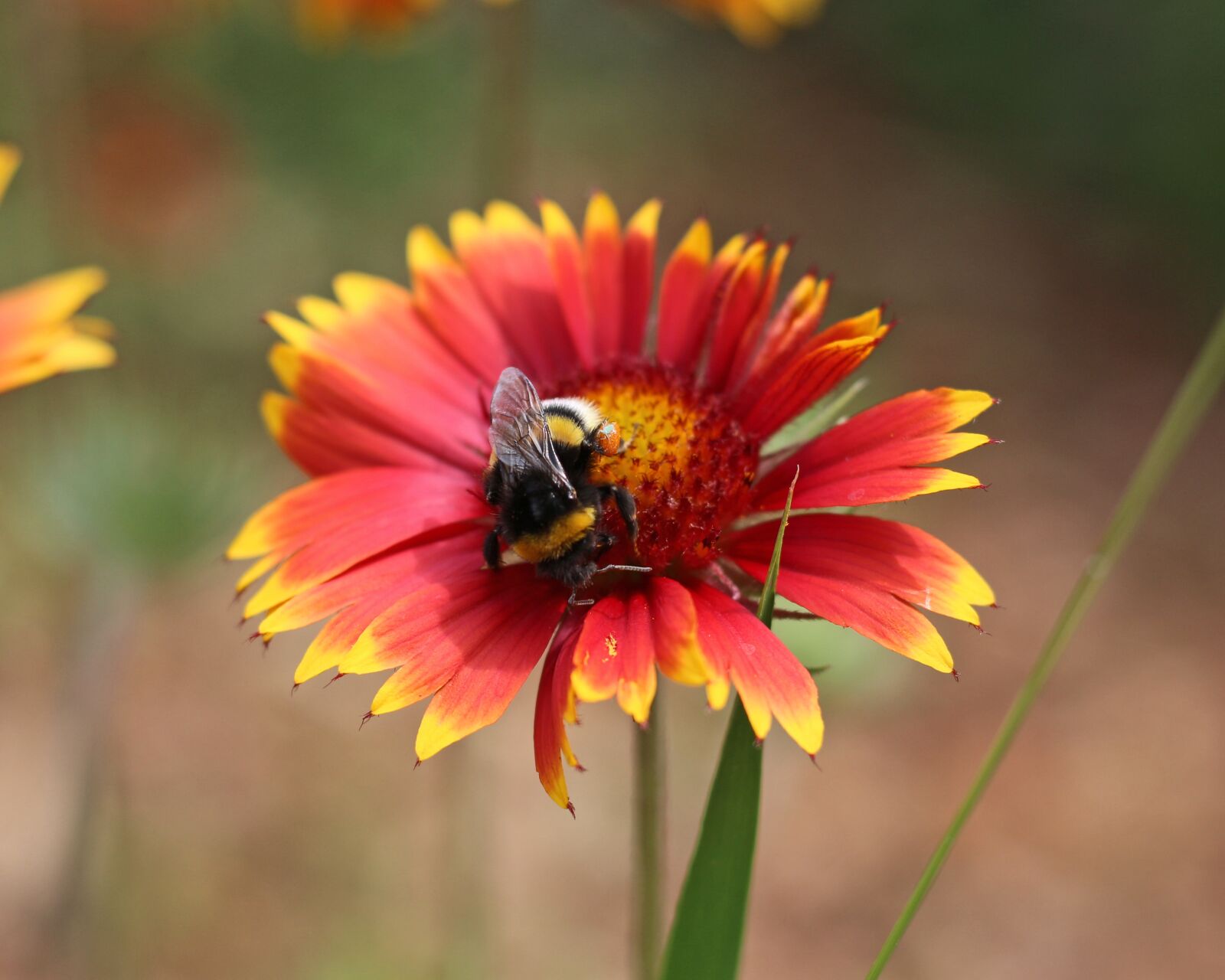 Canon EOS 700D (EOS Rebel T5i / EOS Kiss X7i) sample photo. Firewheel, blanket flower, colorful photography