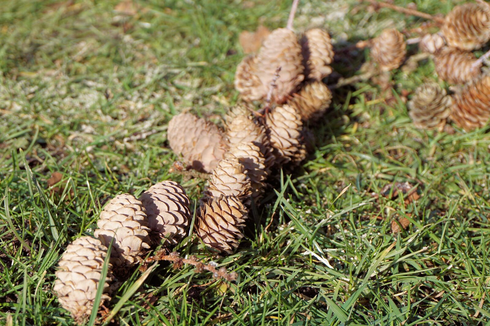 Sony a6000 sample photo. Pine cones, tap, grass photography