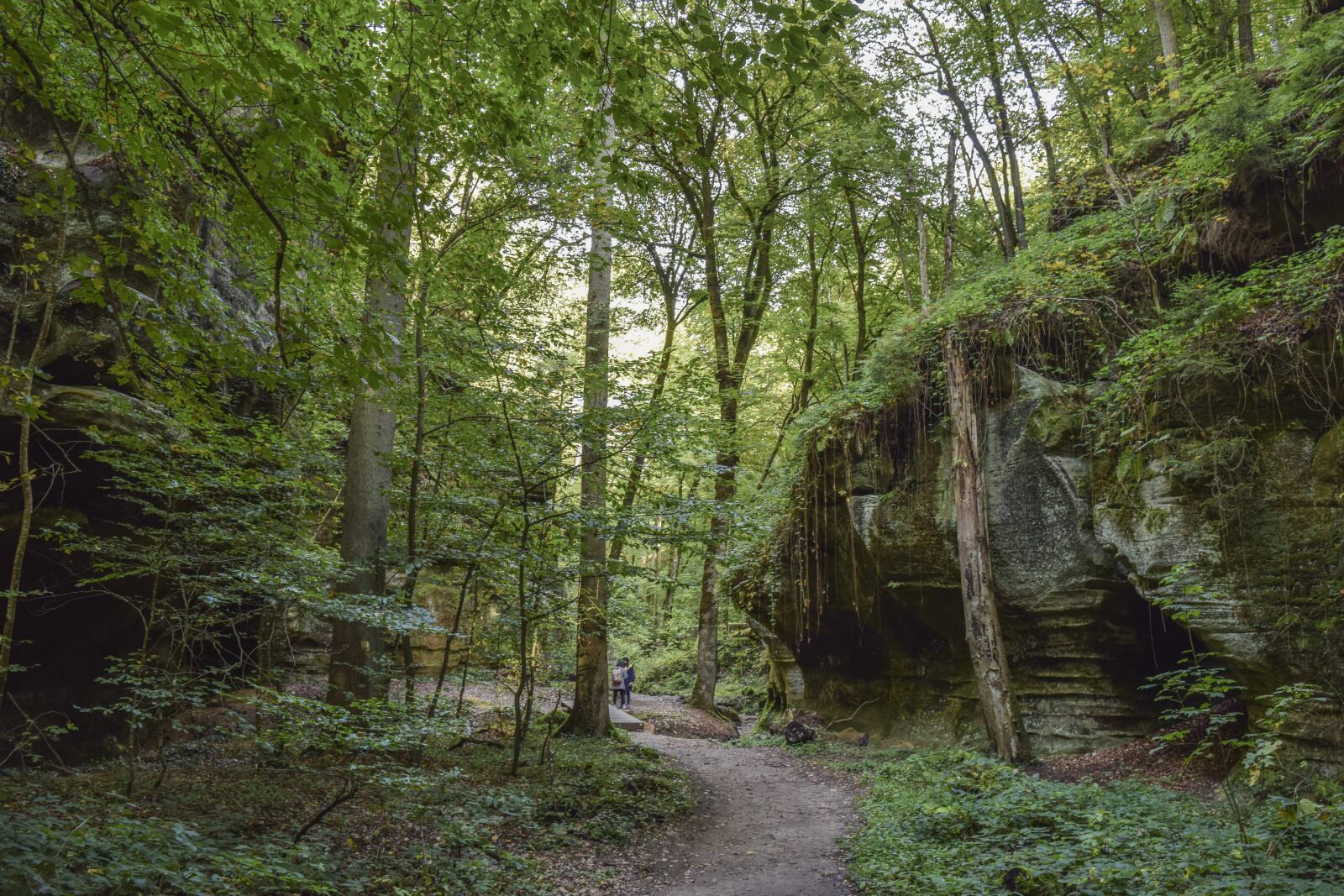 Nikon D3300 sample photo. Forest, nature, landscape photography