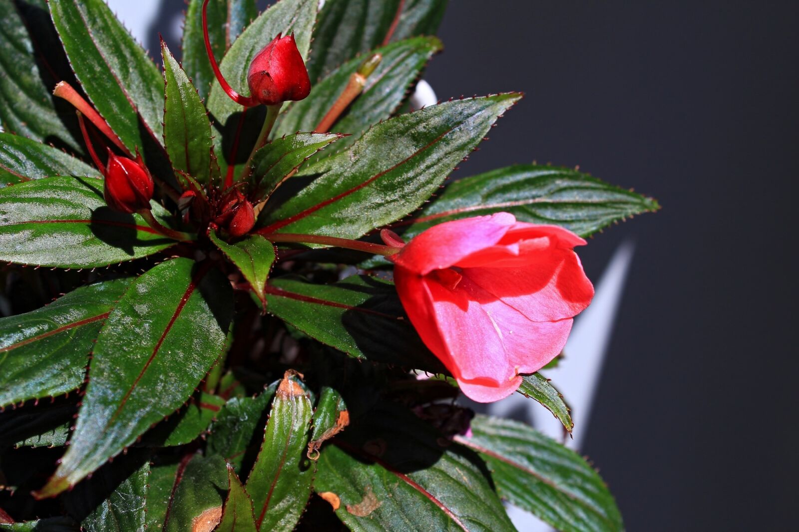 Canon EOS 1300D (EOS Rebel T6 / EOS Kiss X80) sample photo. Flower, fresh, blossom photography
