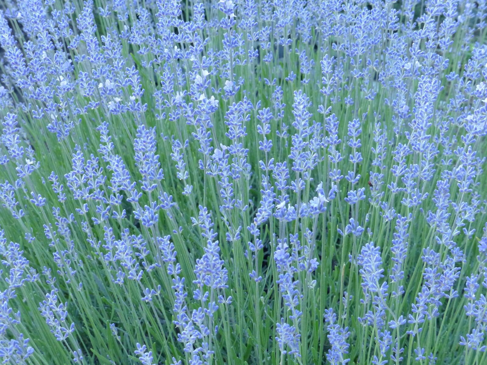 Panasonic PHOTOfunSTUDIO 8.3 PE sample photo. Lavender, herbs, purple photography