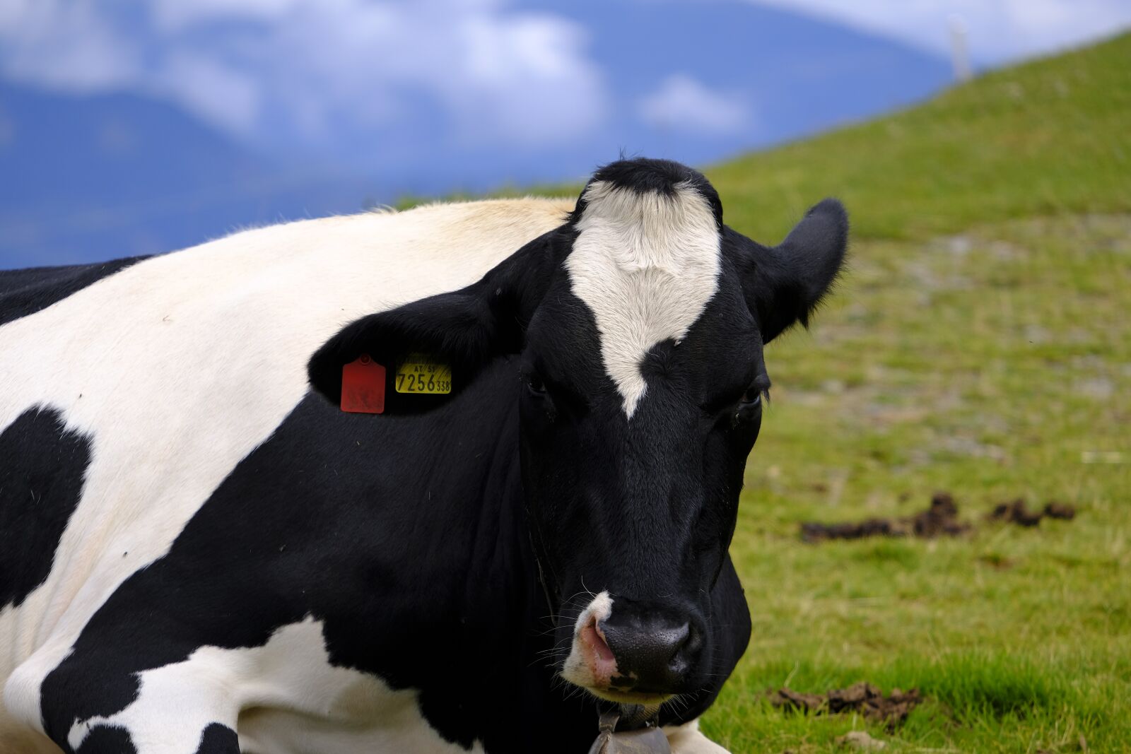 Fujifilm X-T2 sample photo. Cow, beef, cattle photography