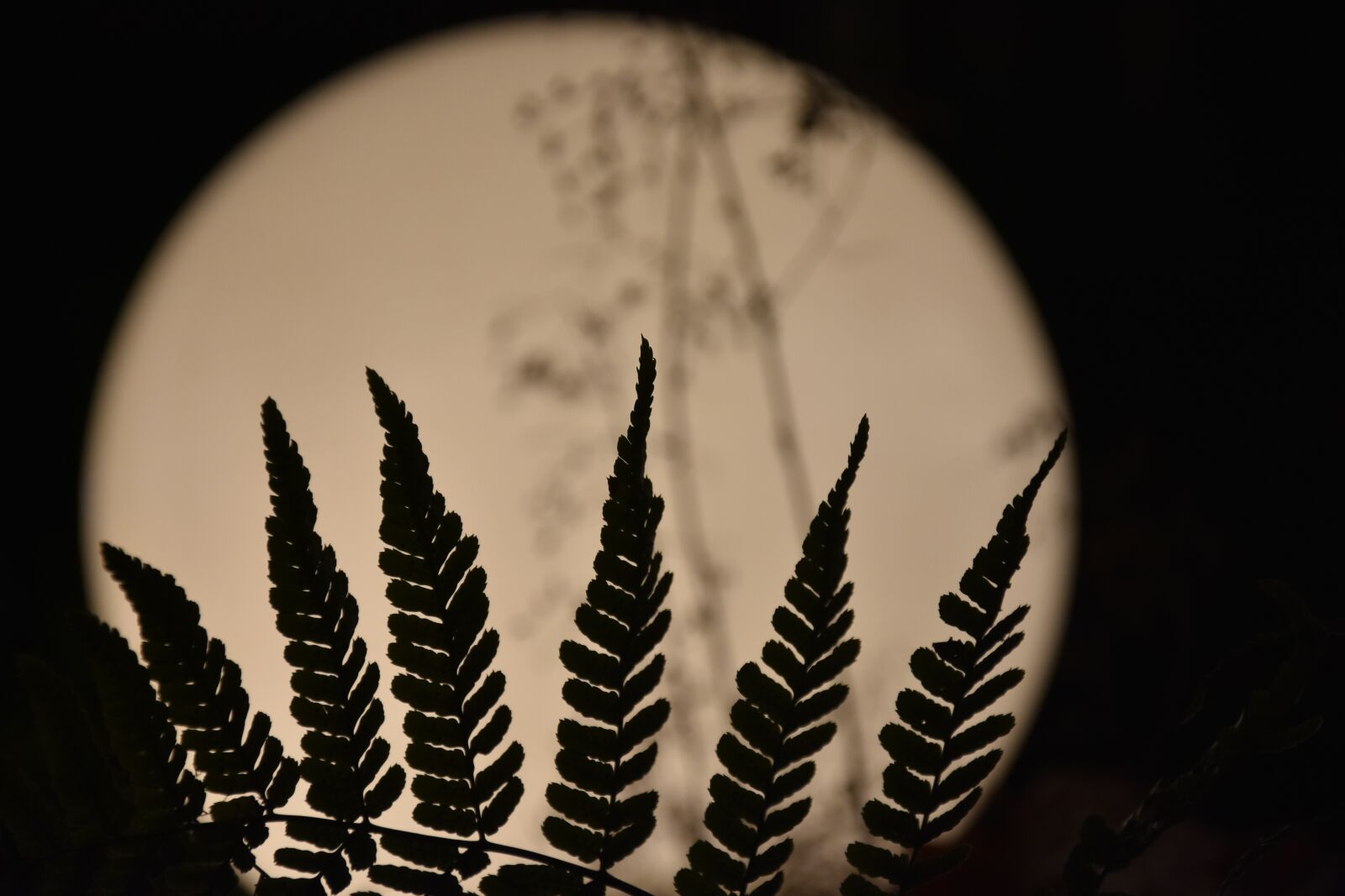 Nikon D7200 sample photo. Full moon, light, plant photography
