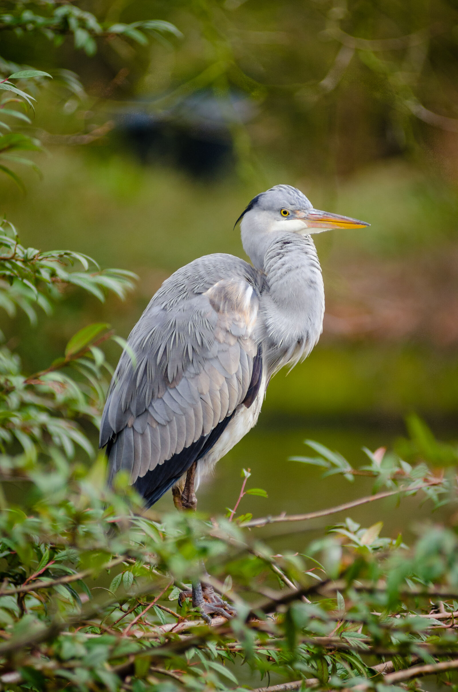 AF Zoom-Nikkor 80-200mm f/2.8 ED sample photo