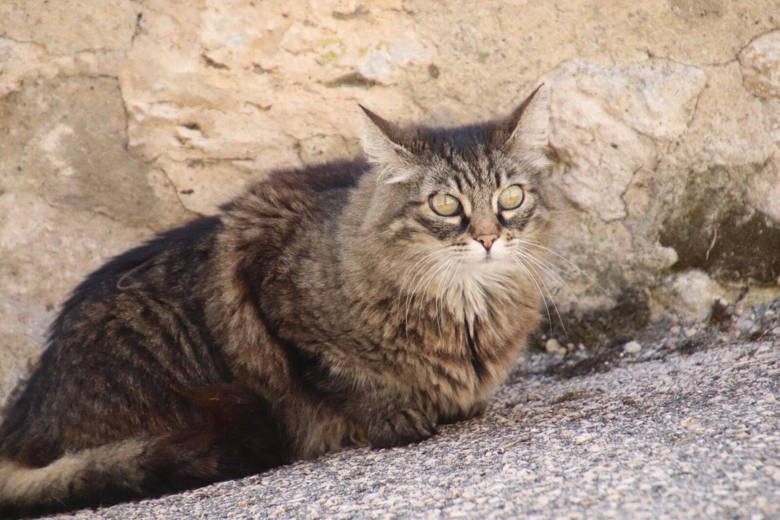 Canon EOS 800D (EOS Rebel T7i / EOS Kiss X9i) sample photo. Cats, felines, pets photography