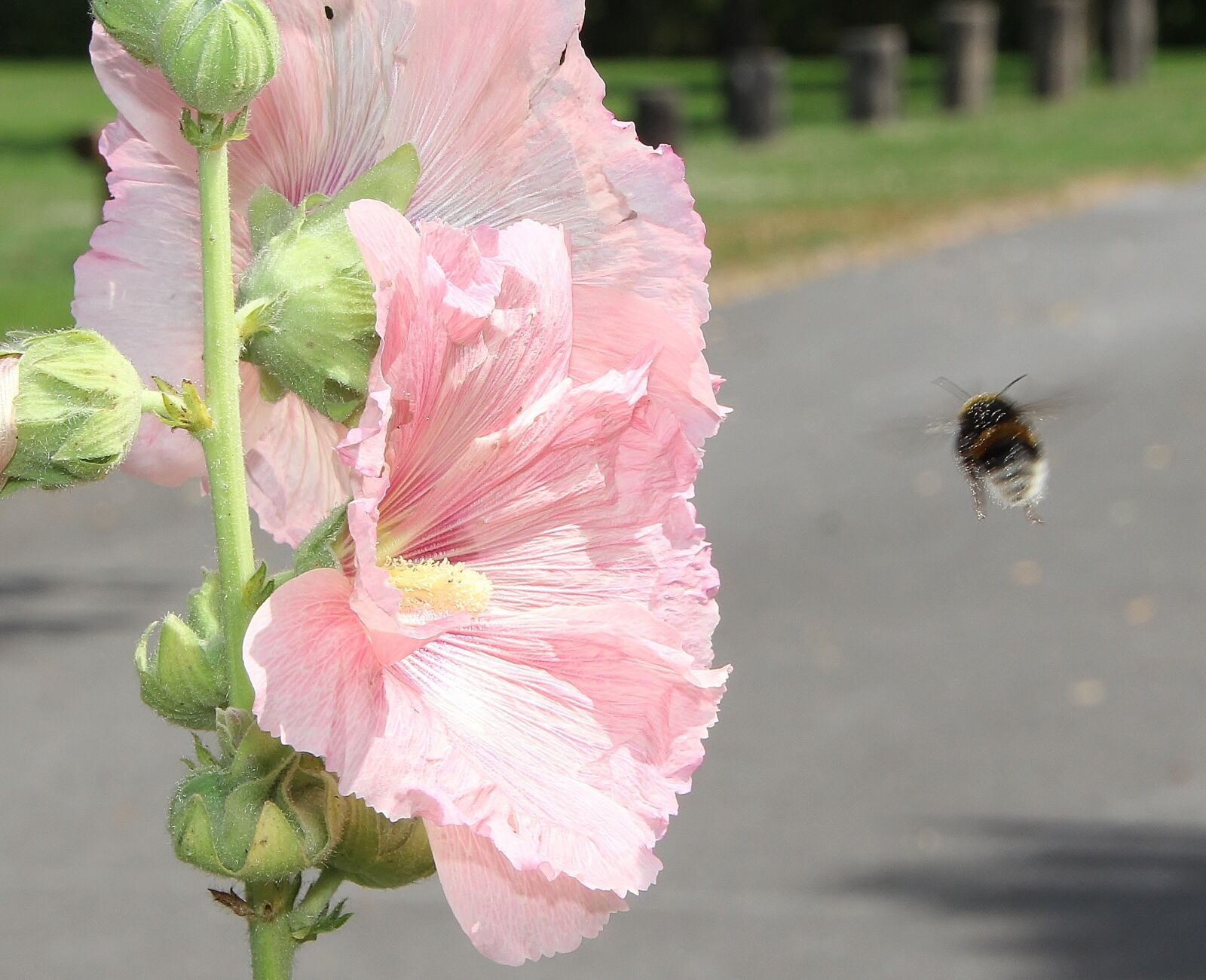 Canon EOS 700D (EOS Rebel T5i / EOS Kiss X7i) sample photo. Hummel, summer, blossom photography