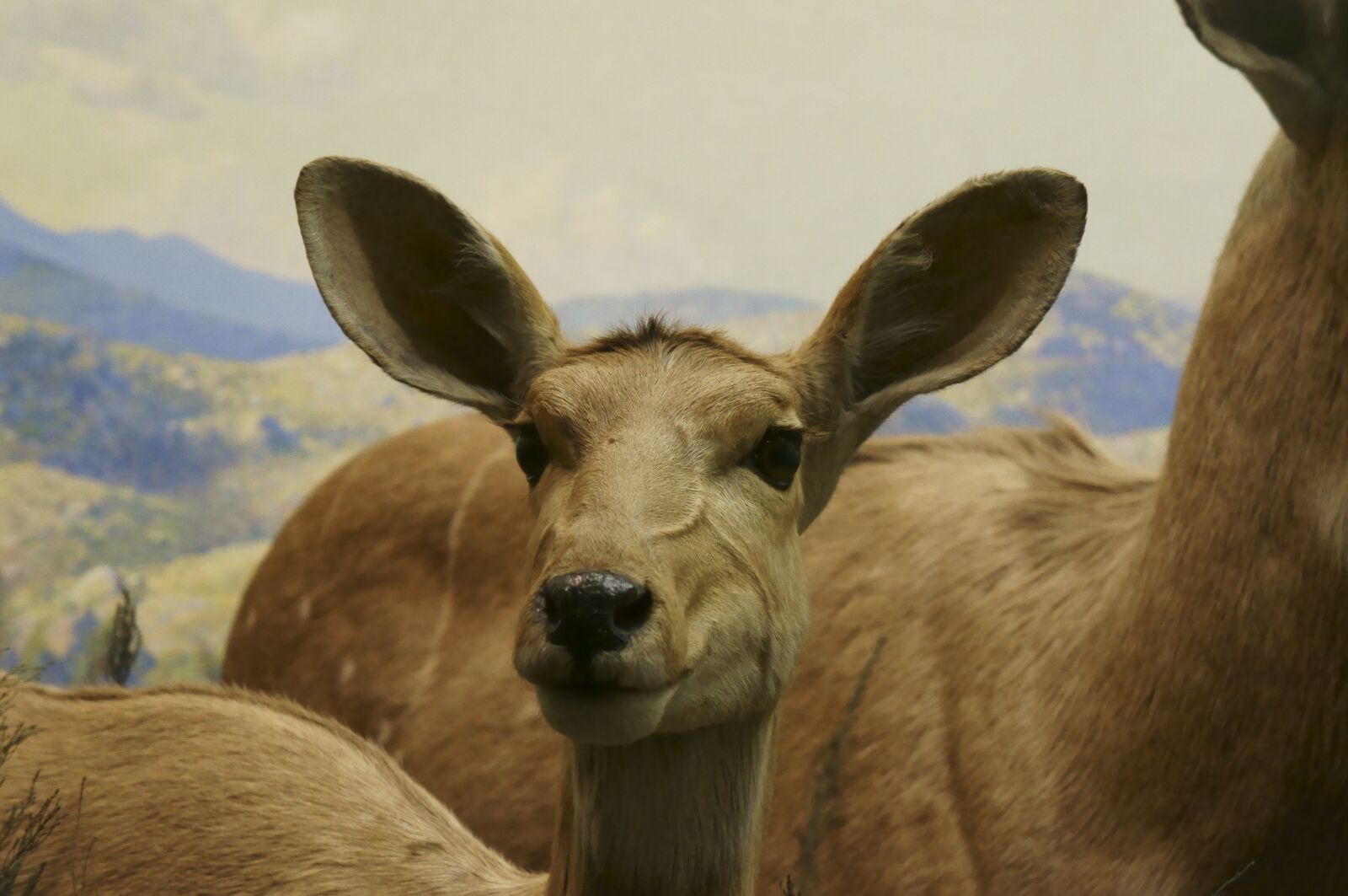 Sony Alpha NEX-5N sample photo. Deer, wildlife, animals photography