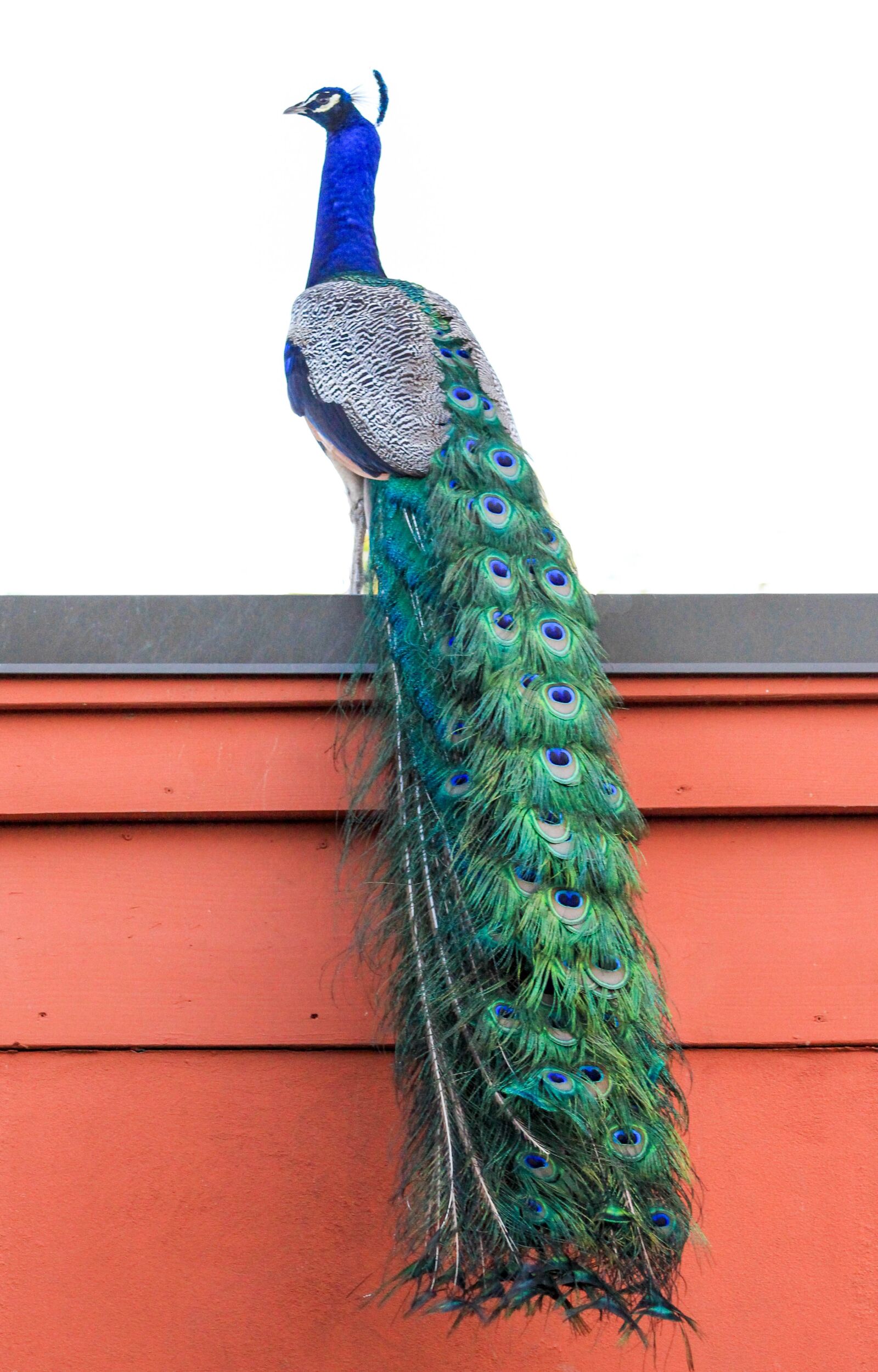 Canon EF 75-300mm f/4-5.6 USM sample photo. Color, peacock, beautiful photography