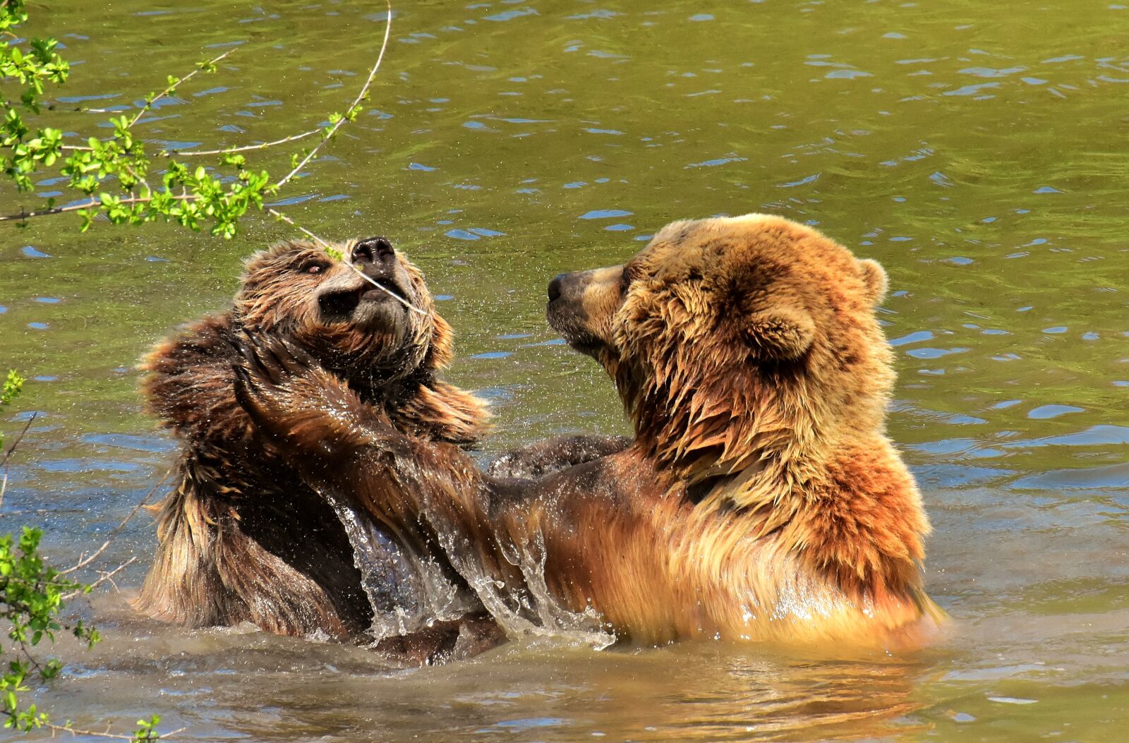 Nikon D7200 sample photo. European brown bear, play photography