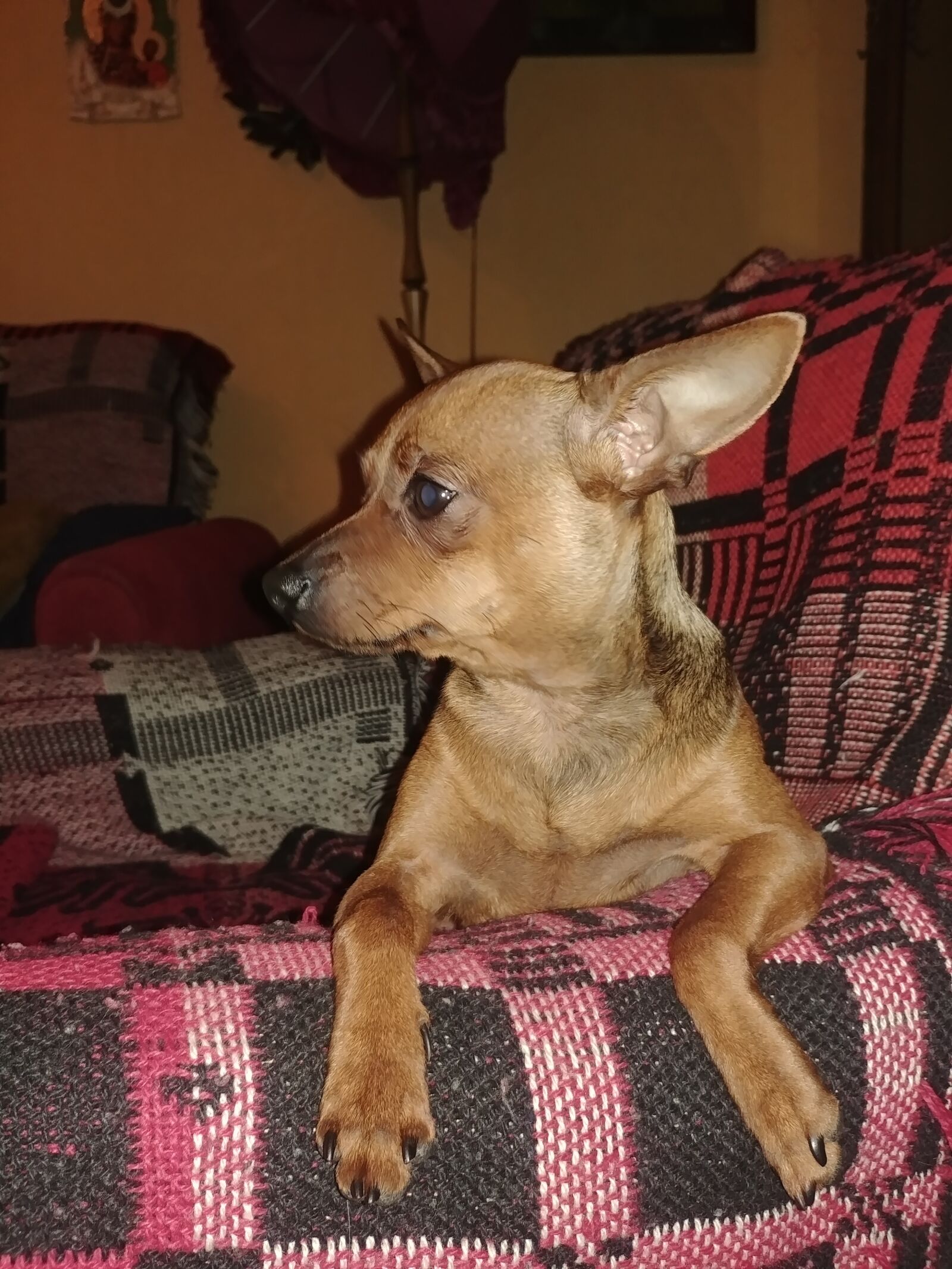 LG G6 sample photo. Dog, small dog, nice photography