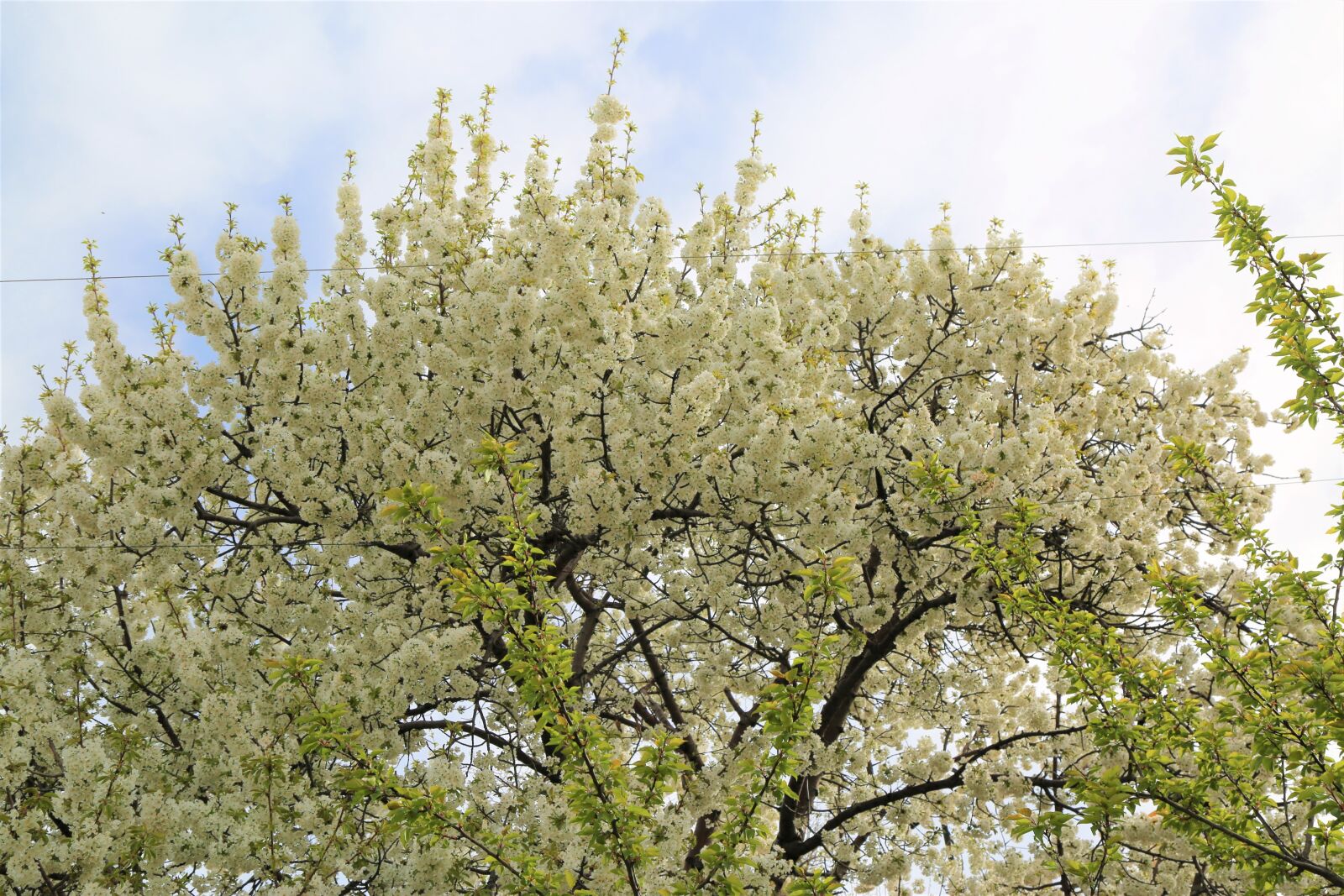 Canon EF 24-105mm F4L IS USM sample photo. Tree, nature, ahlat photography