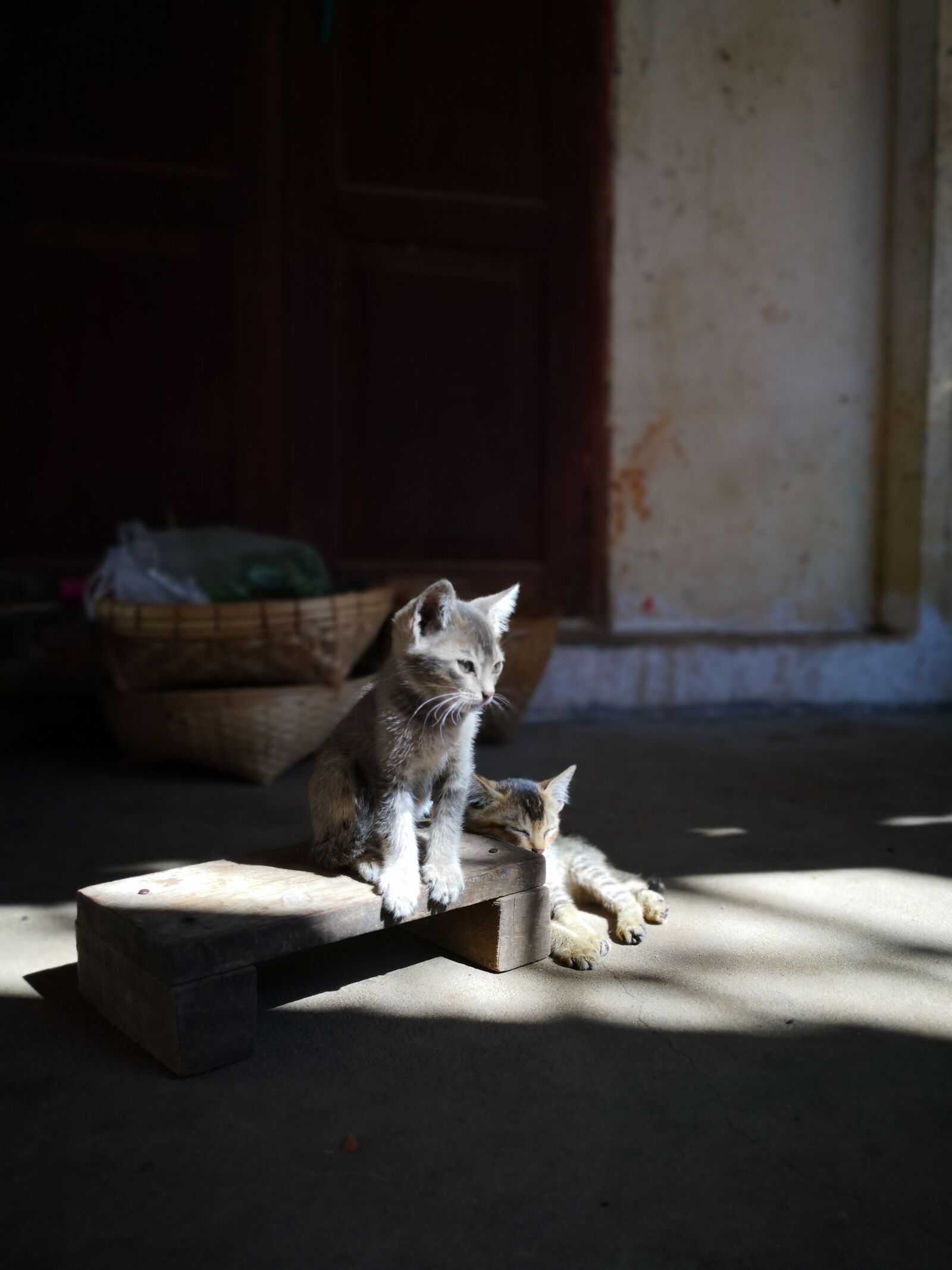 HUAWEI Mate 10 Pro sample photo. Cat, kitten, animal photography