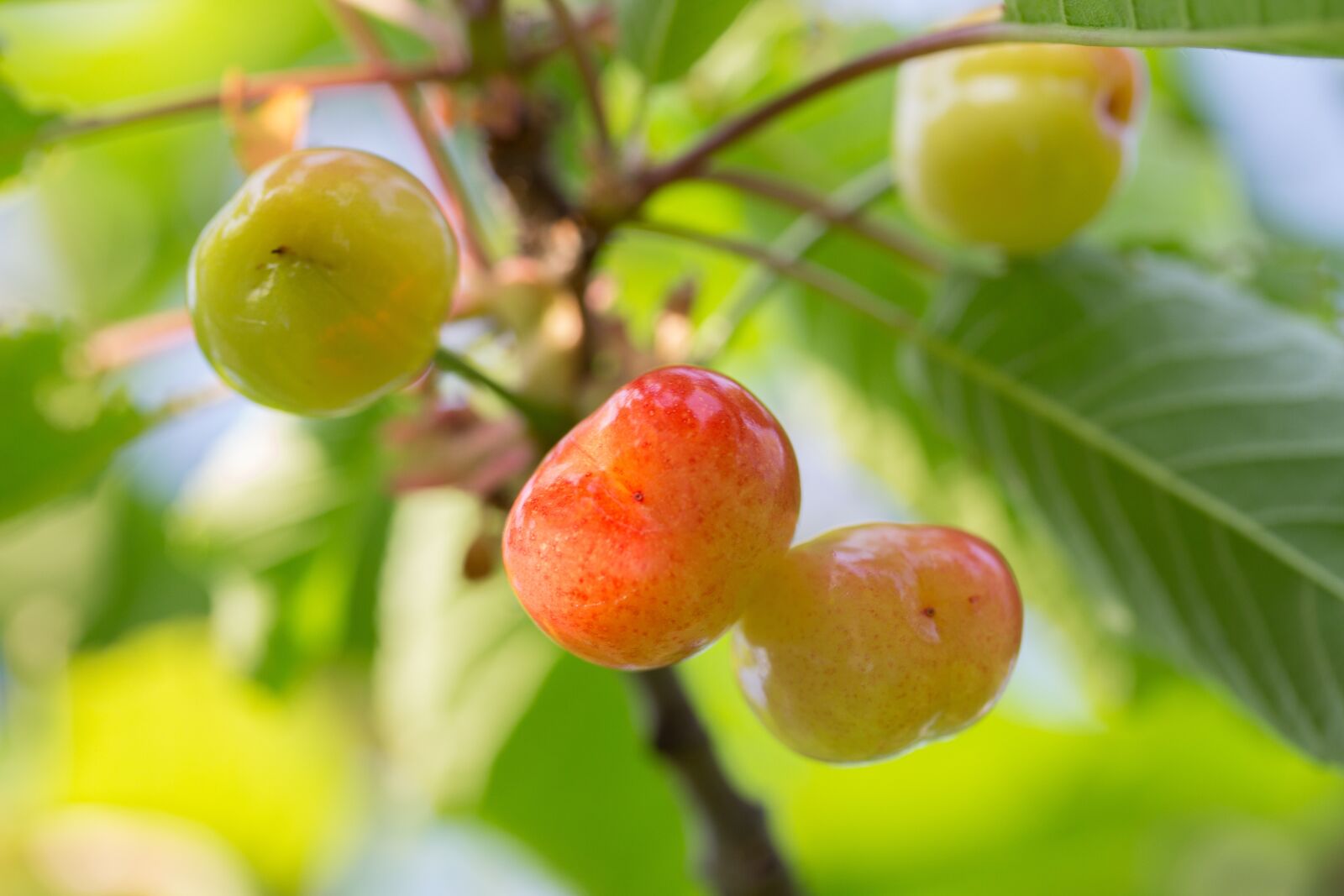 Canon EF-S 60mm F2.8 Macro USM sample photo. Cherry, access, fruit photography