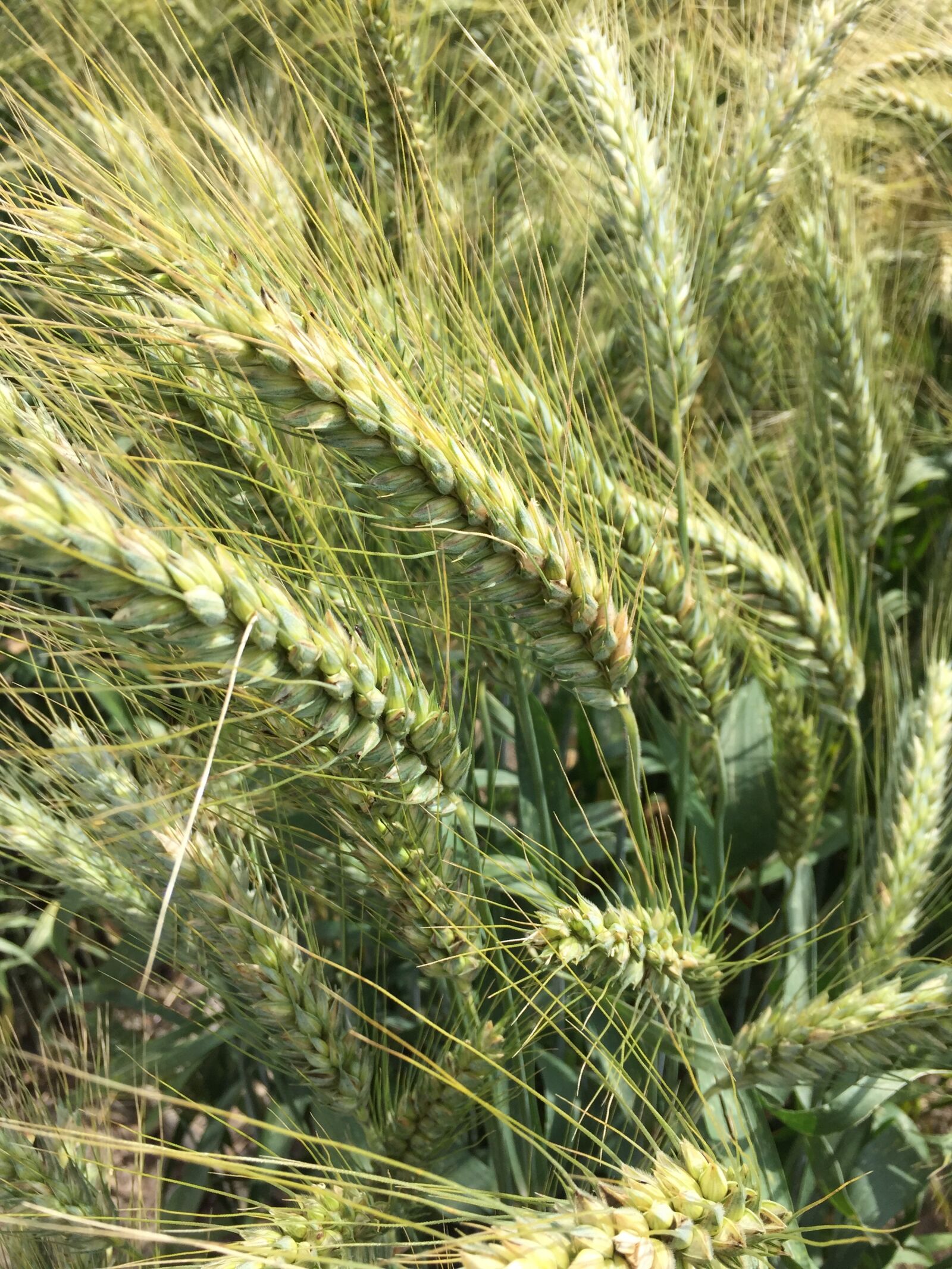 Apple iPhone 6 sample photo. Wheat, durum wheat, field photography