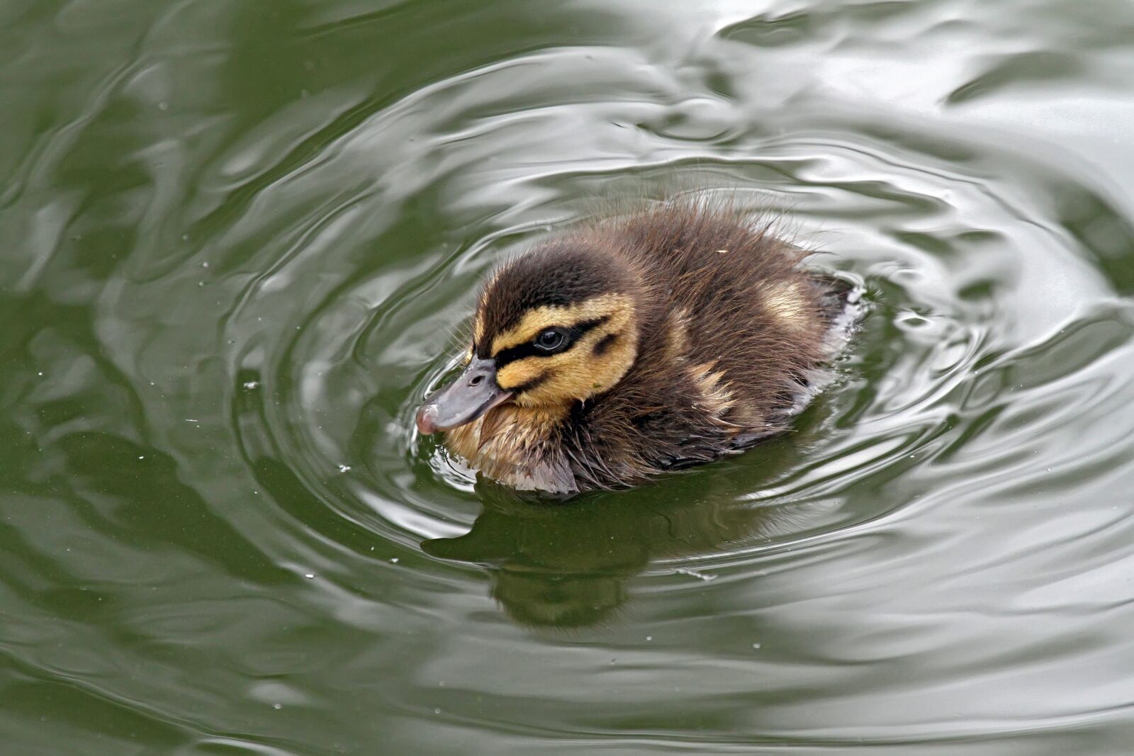 Canon EOS 7D sample photo. Duckling, nature, duck photography
