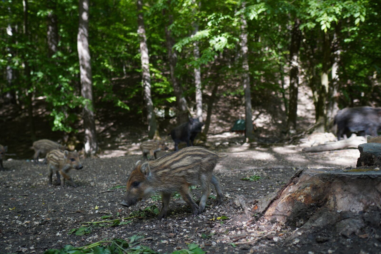 Sony a6400 + Sigma 16mm F1.4 DC DN | C sample photo. Wild boar, pig, sows photography